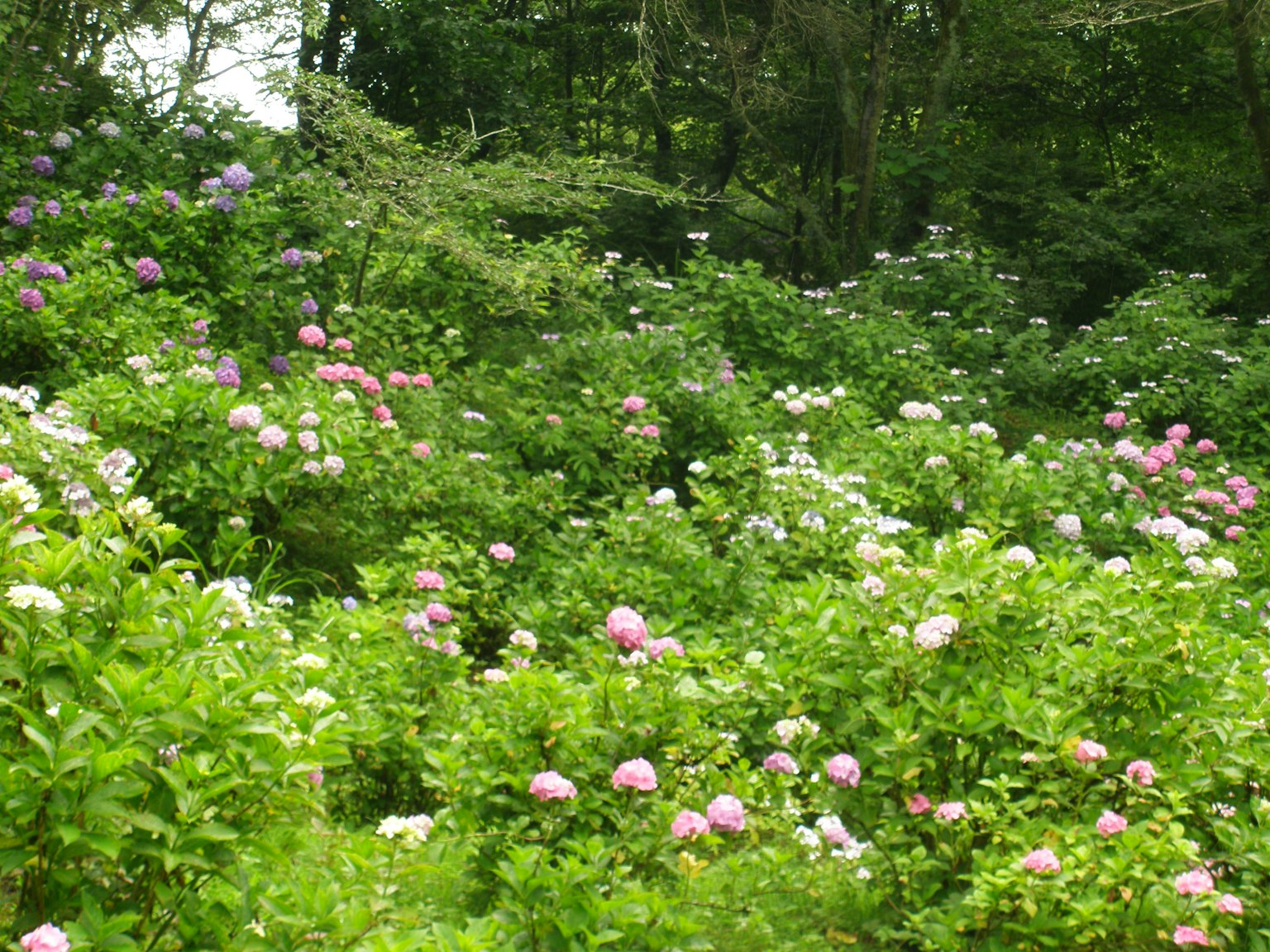 Un fondo verde exuberante con grupos de flores rosas y blancas