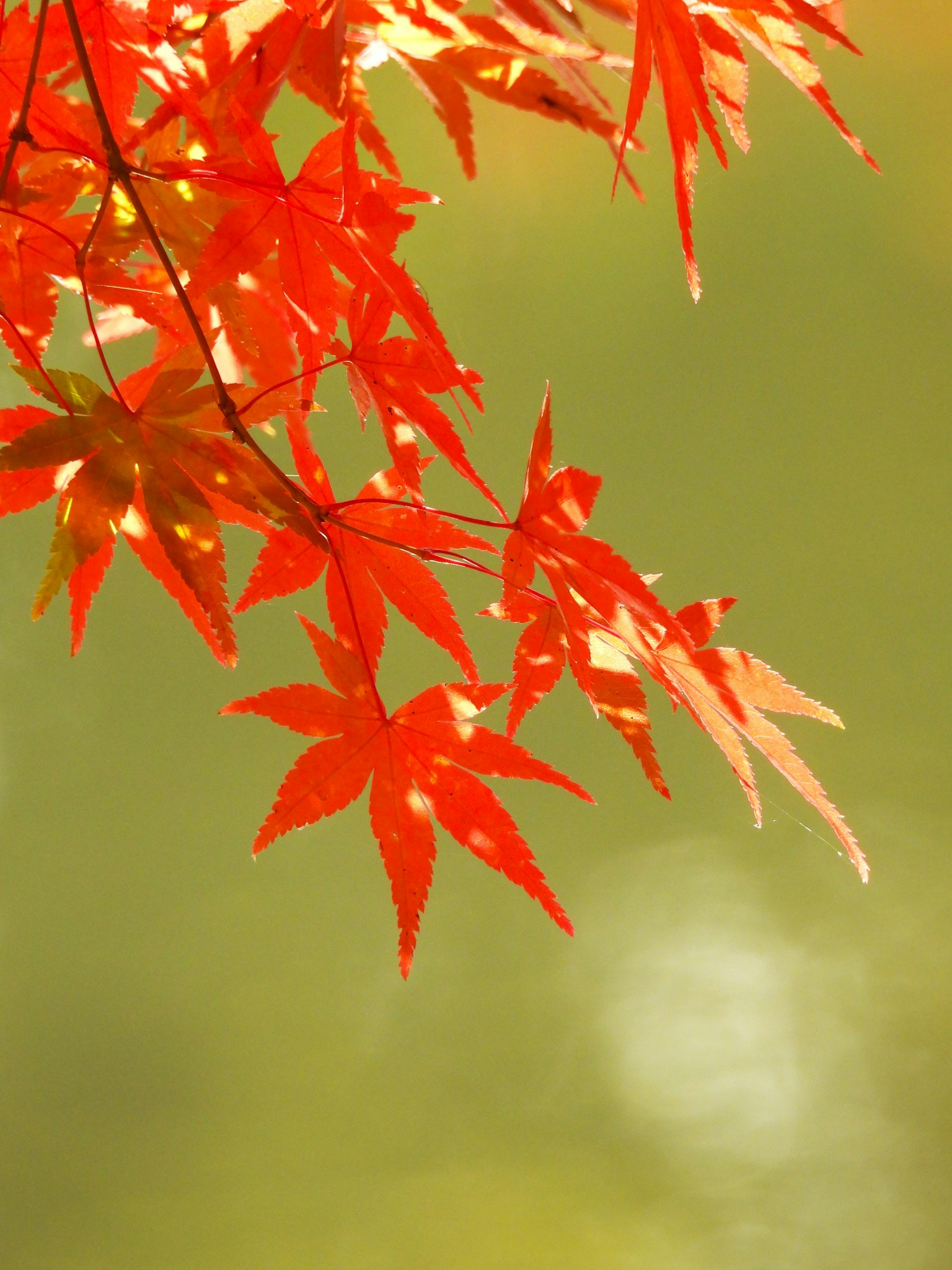 鮮やかな赤いもみじの葉が背景のぼんやりした緑色に映える