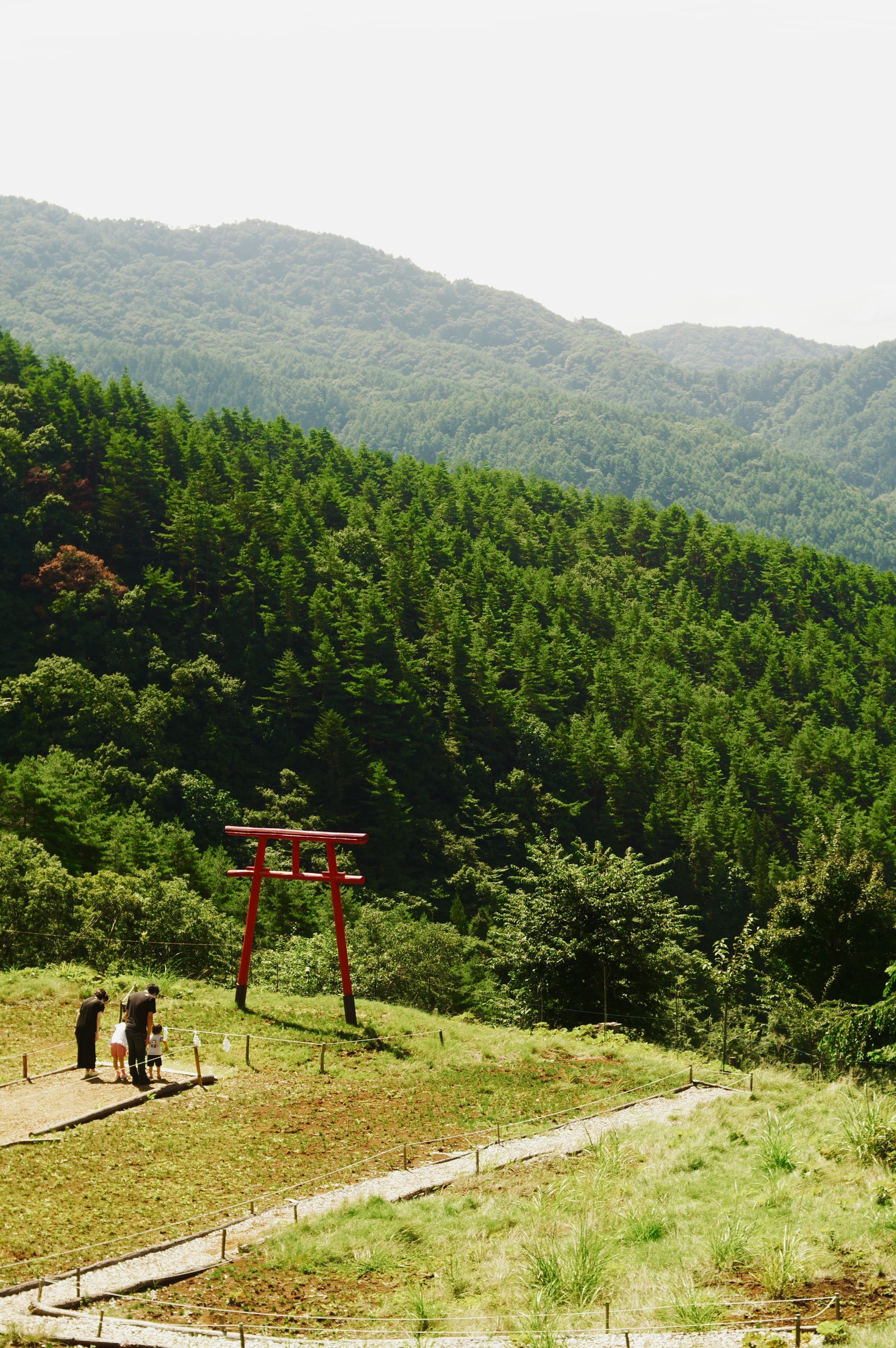 緑の山並みと森の中の鳥居のある小道