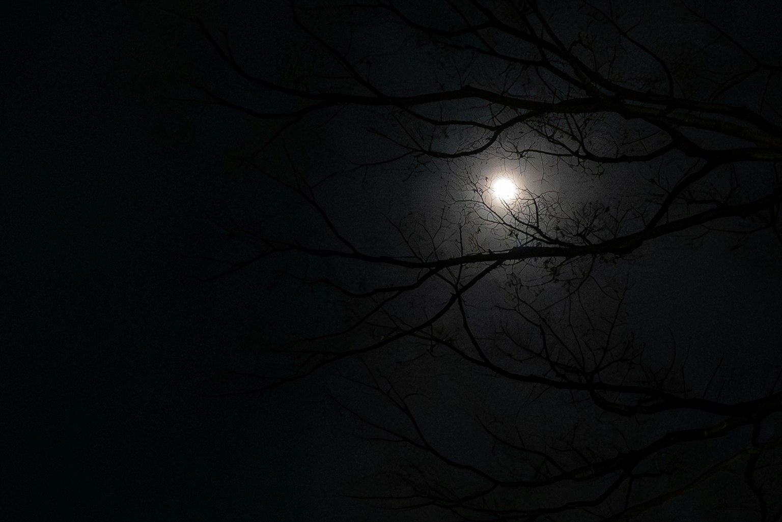 Silhouette von Ästen vor einem dunklen Hintergrund mit dem Mond