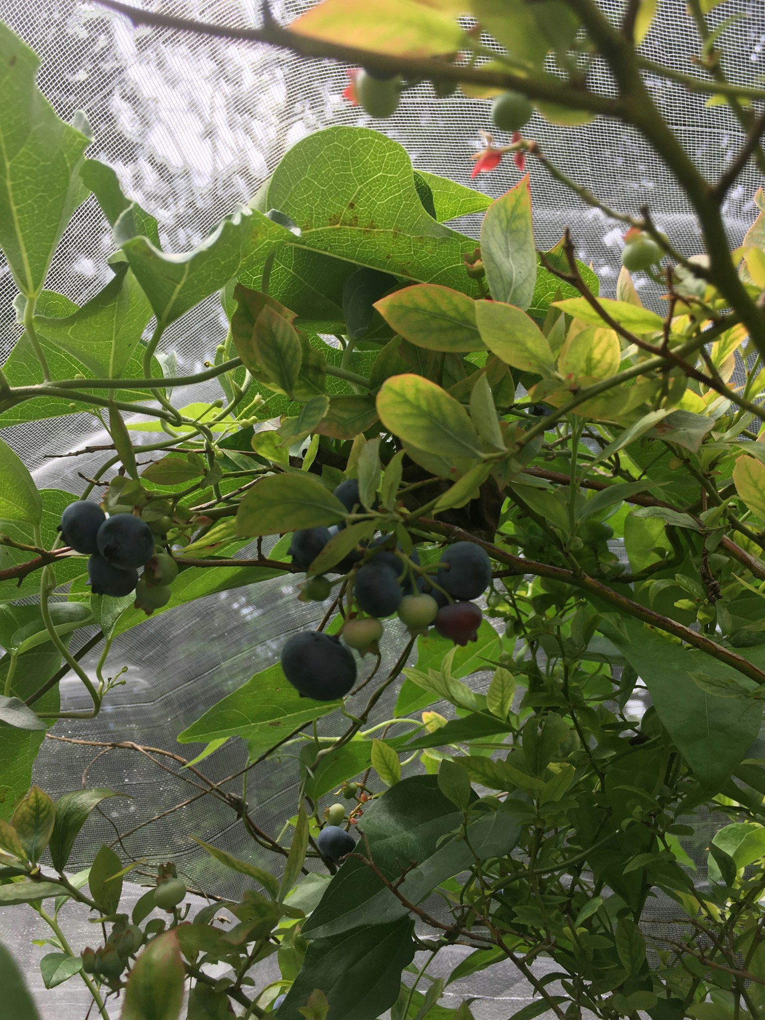 Pianta di mirtillo con bacche mature e immature e foglie verdi