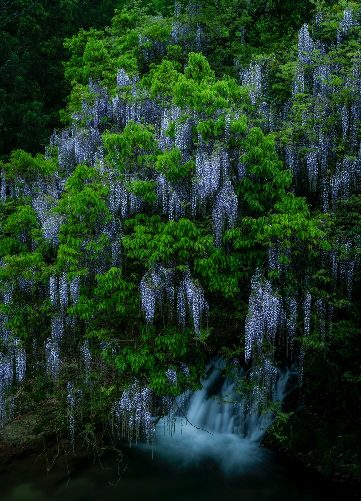 郁郁蔥蔥的綠色樹木上裝飾著懸掛的紫色花朵，寧靜的風景