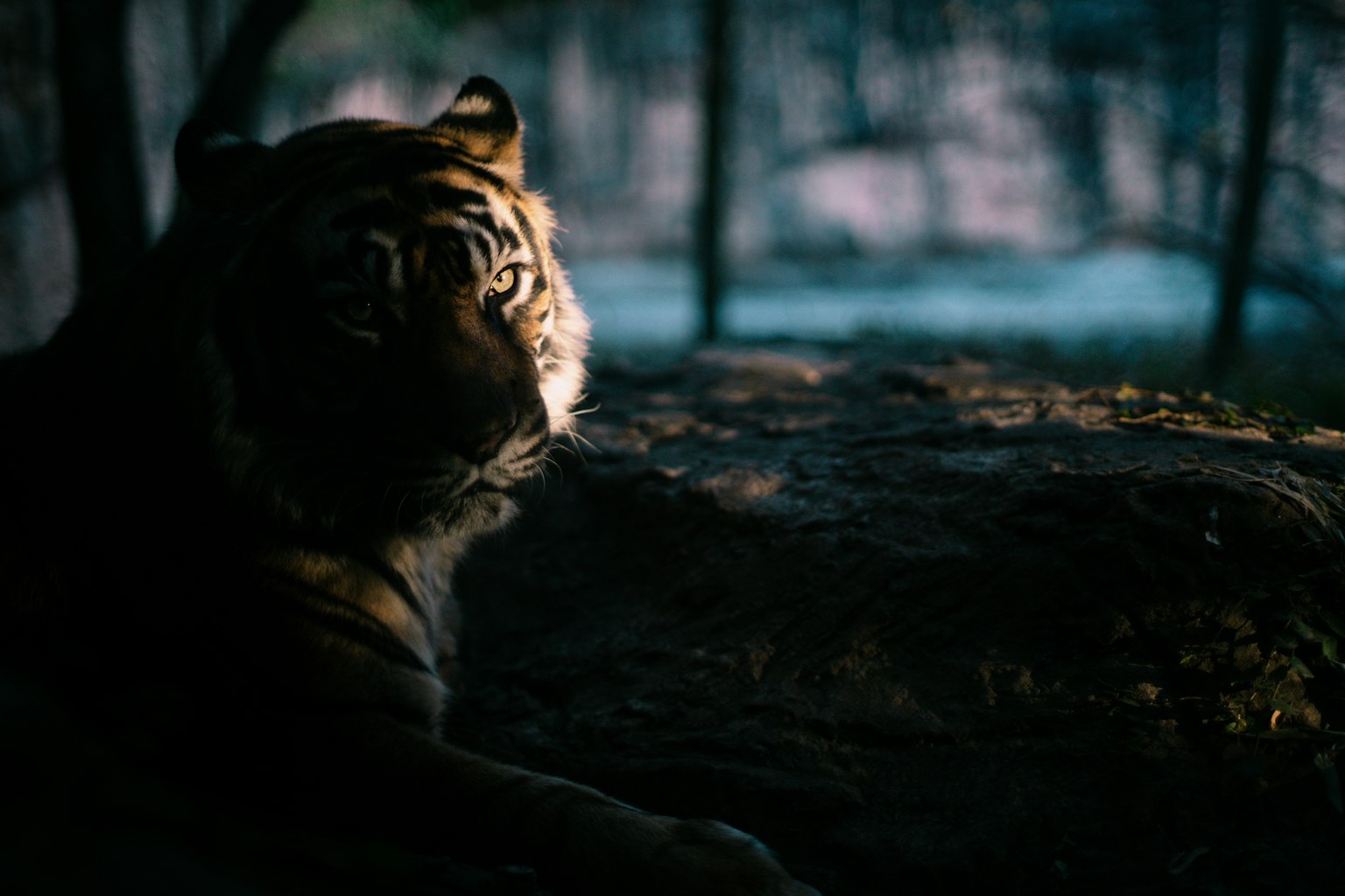 Profilo laterale di una tigre che riposa in una foresta scura