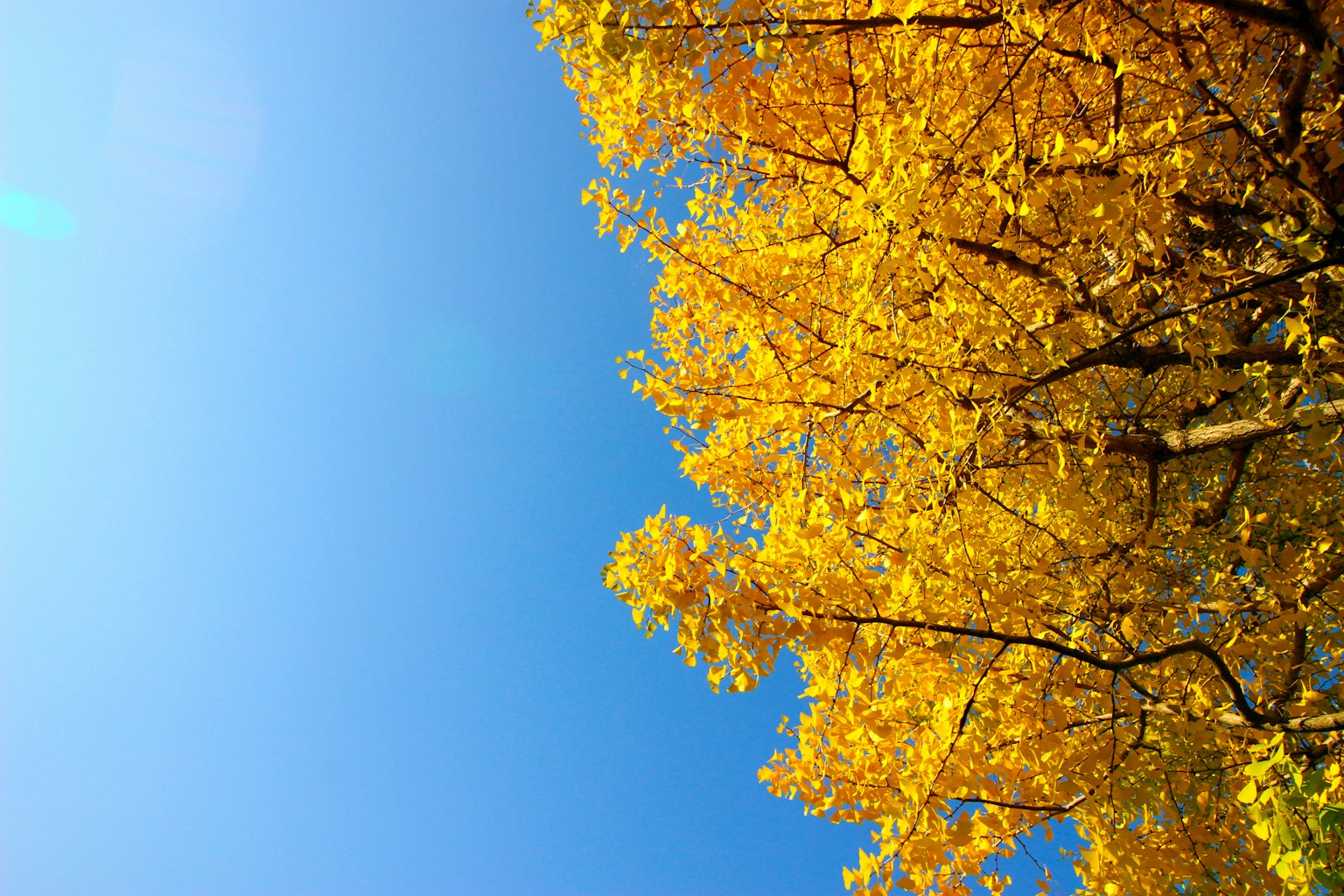Vibrant yellow leaves on a tree against a clear blue sky