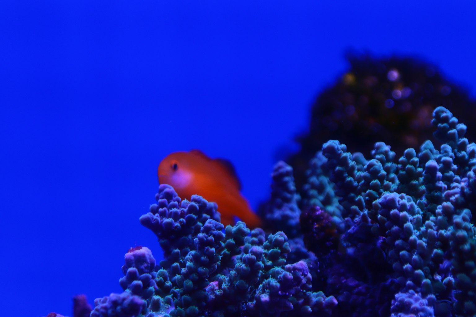 Contraste de un pez naranja contra un fondo azul con coral