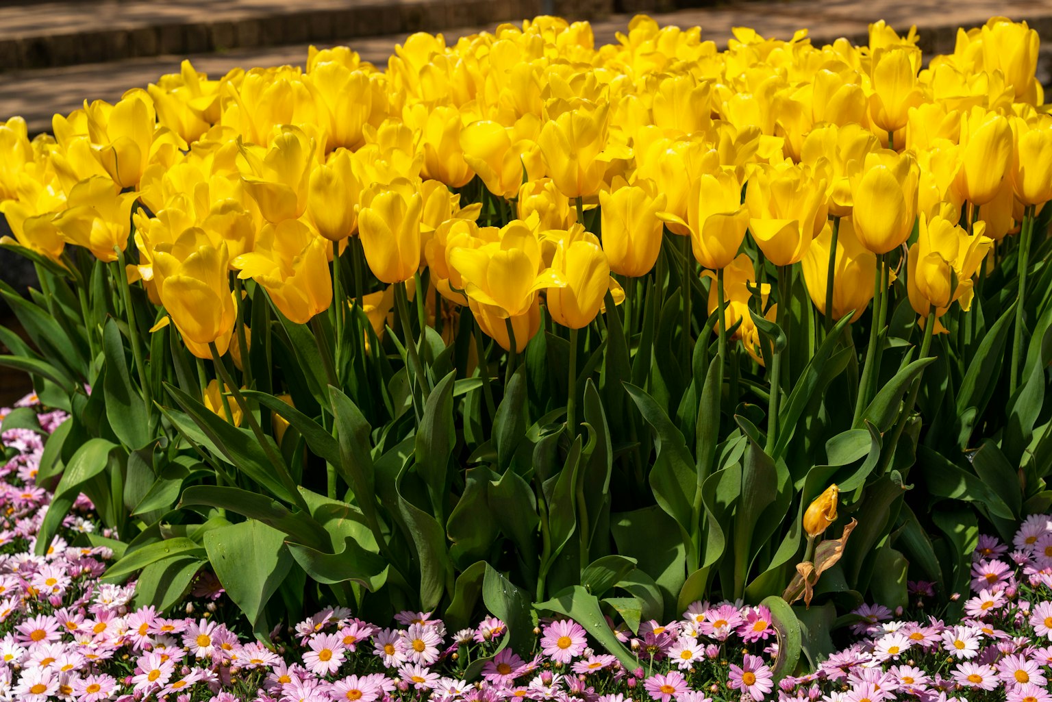 Hoa tulip màu vàng rực rỡ bao quanh hoa hồng trong một khu vườn