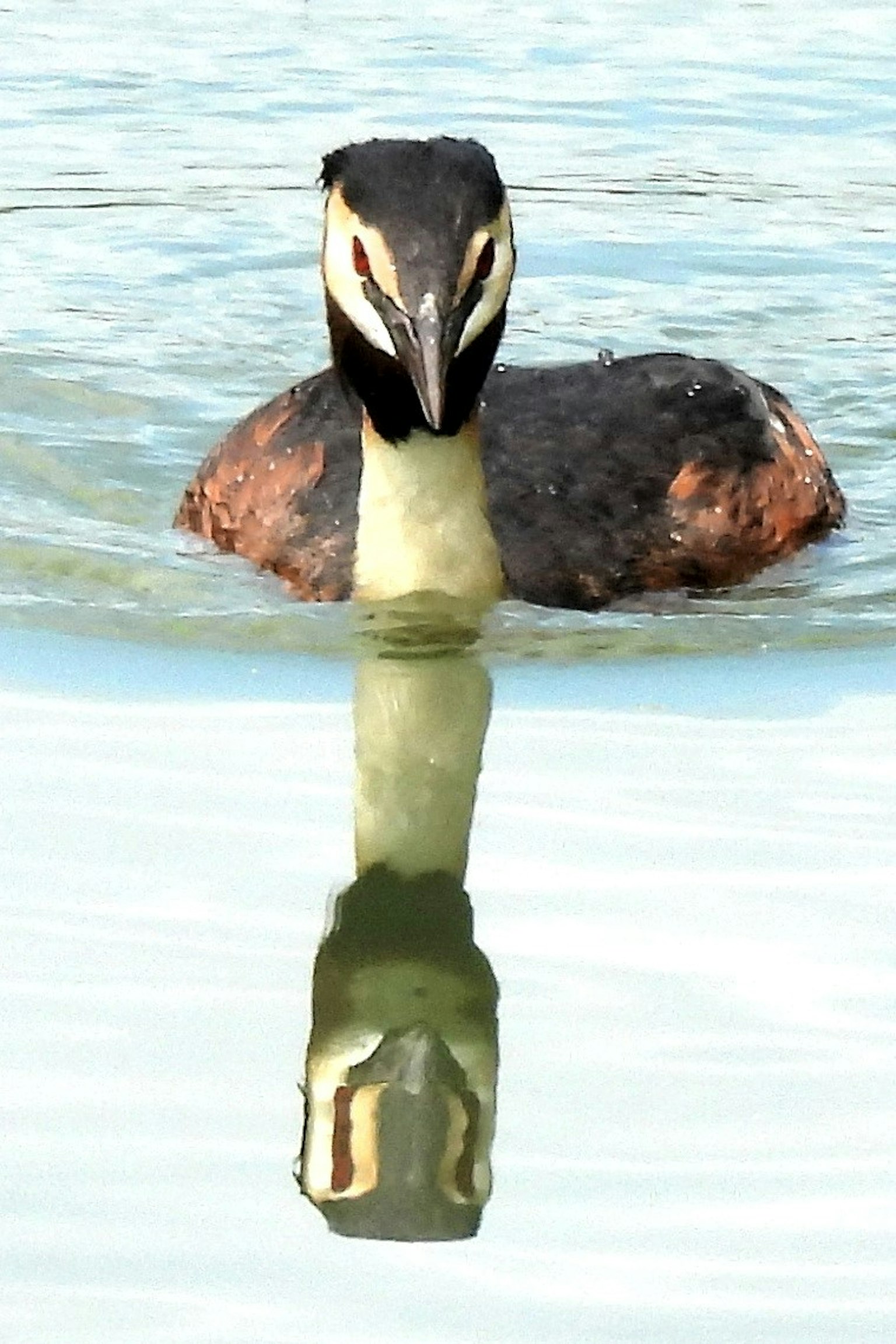 Seekor grebe berenang di air dengan pantulannya terlihat