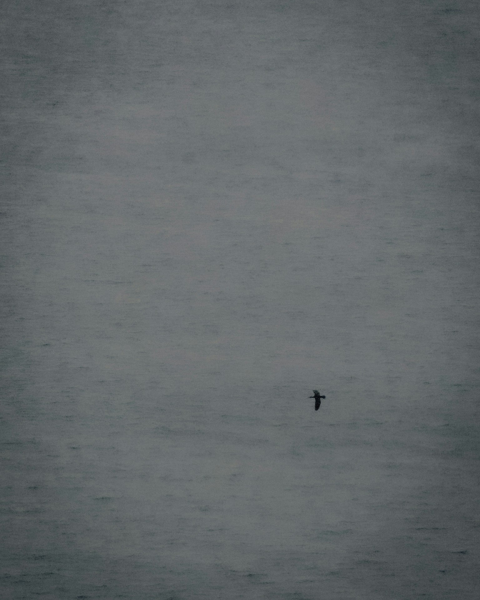 Silhouette di un piccolo uccello che vola sopra il mare sotto un cielo nuvoloso scuro