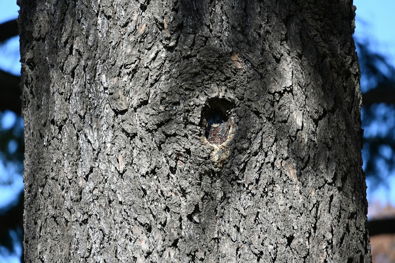 Un agujero en la corteza de un árbol con sombras proyectadas en su superficie