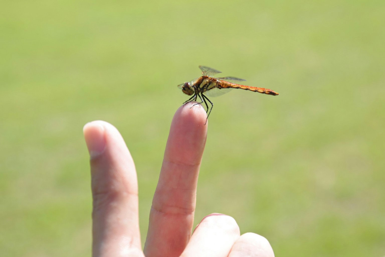 Libellula arancione appollaiata su un dito con sfondo verde