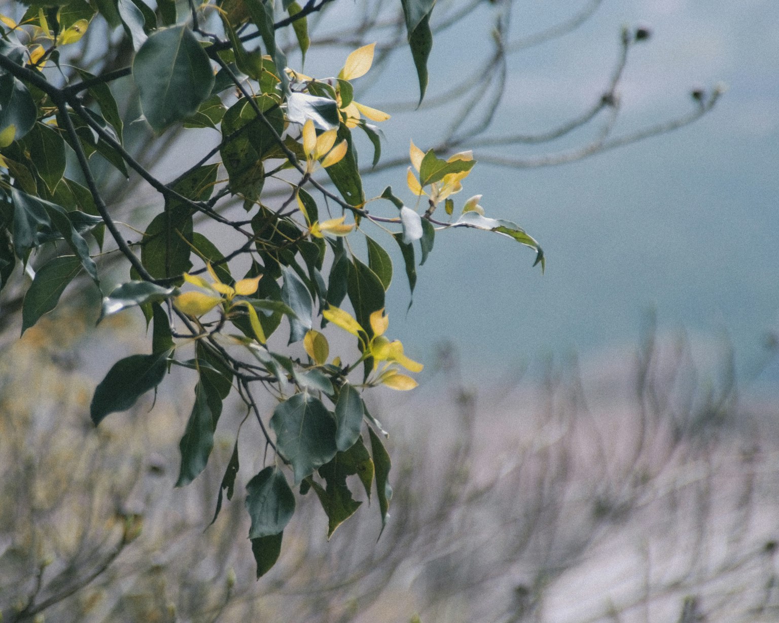 Close-up of tree branches with green leaves and yellow flowers blurred background
