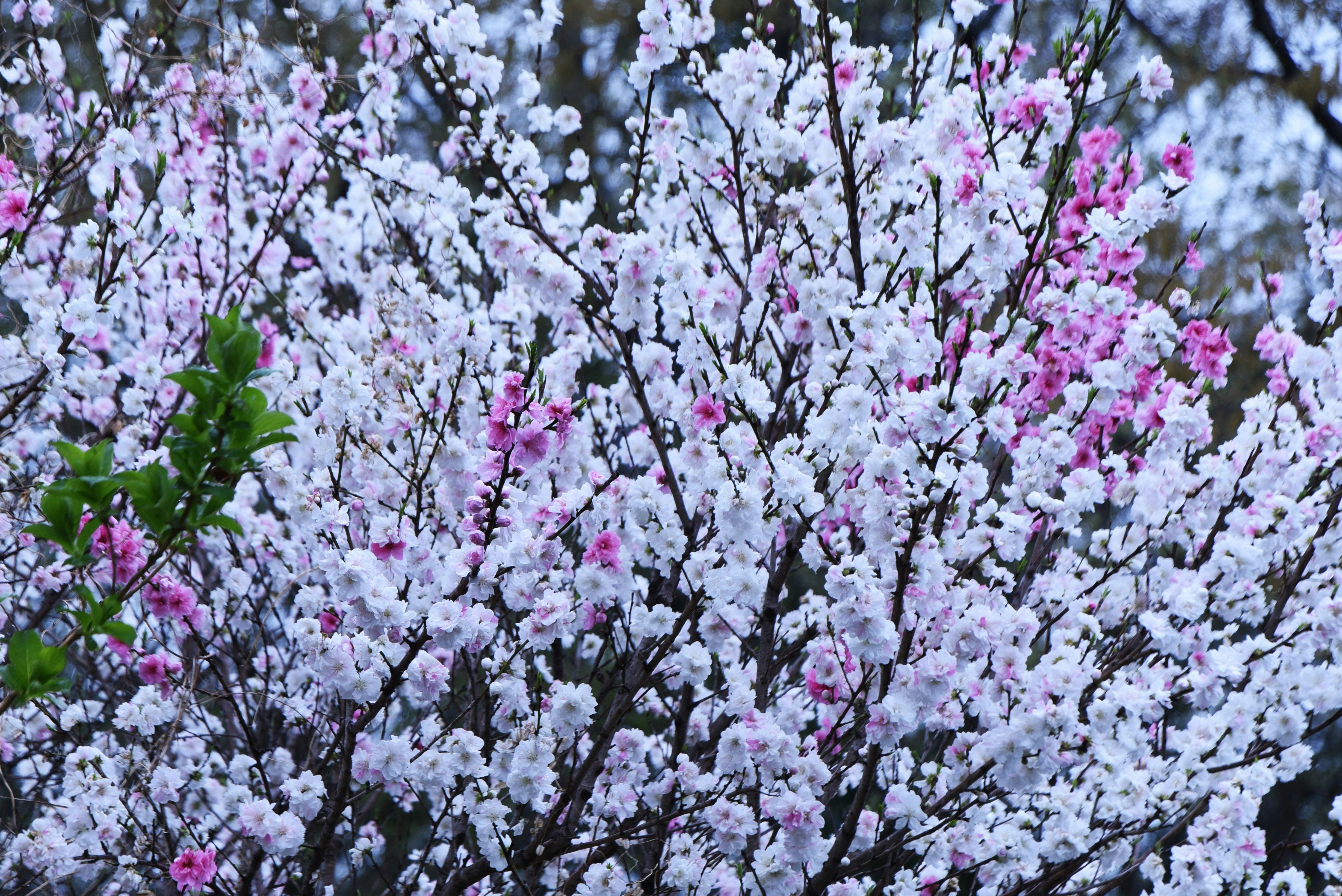 Close-up of hanamomo (flowering peach) blossoms on branches