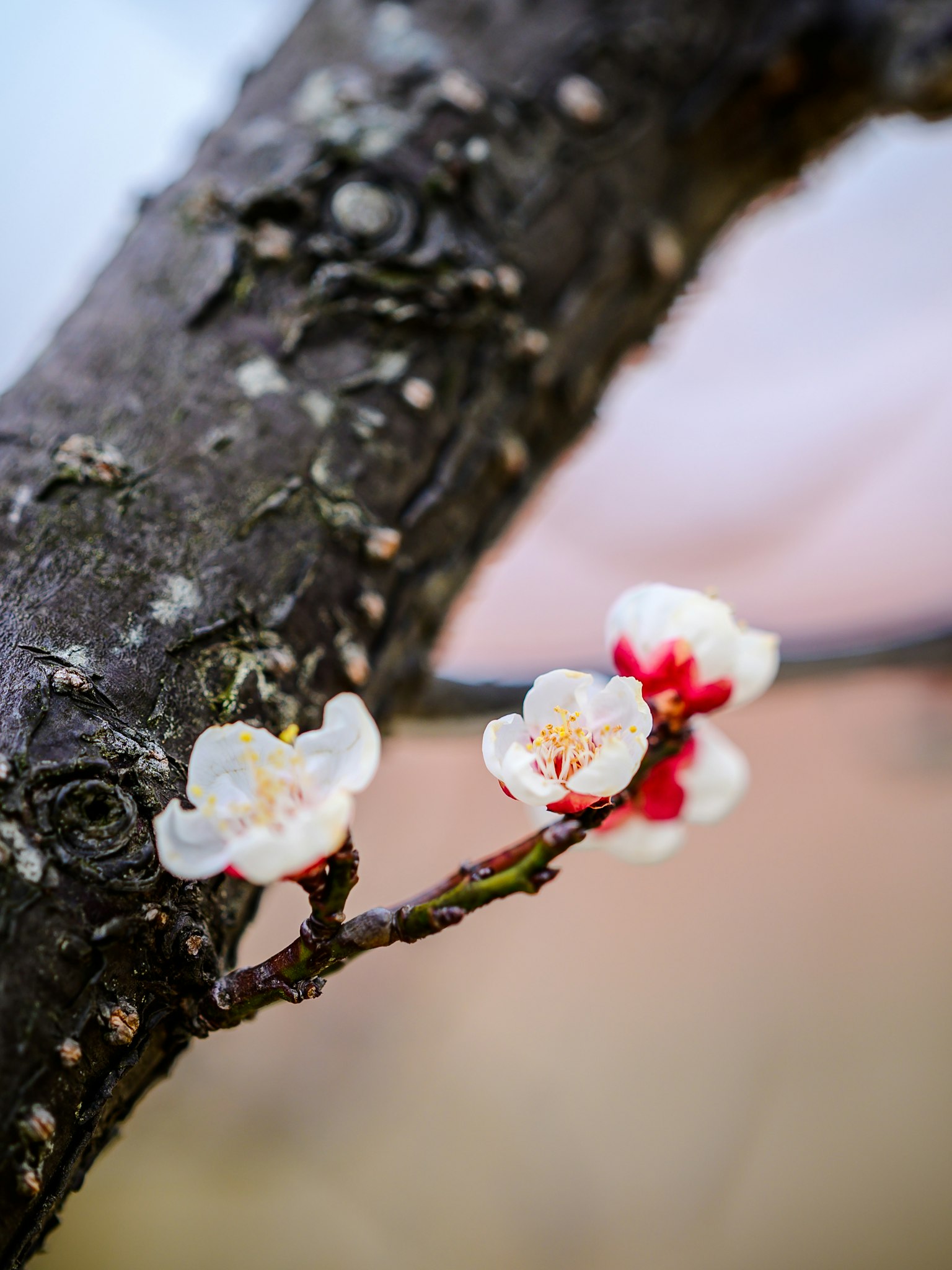 樱花在树枝上的特写