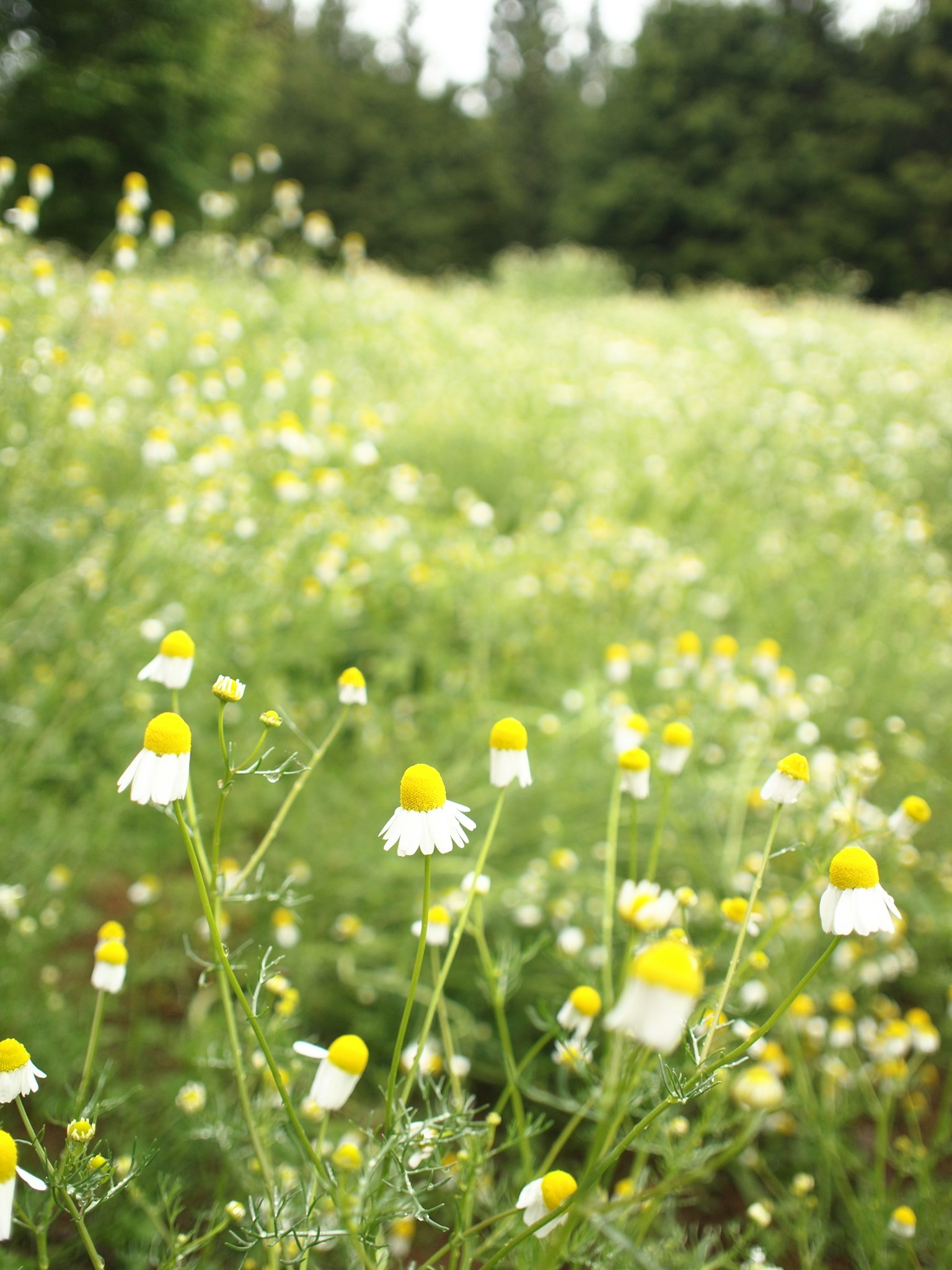 A green meadow filled with white flowers featuring yellow centers