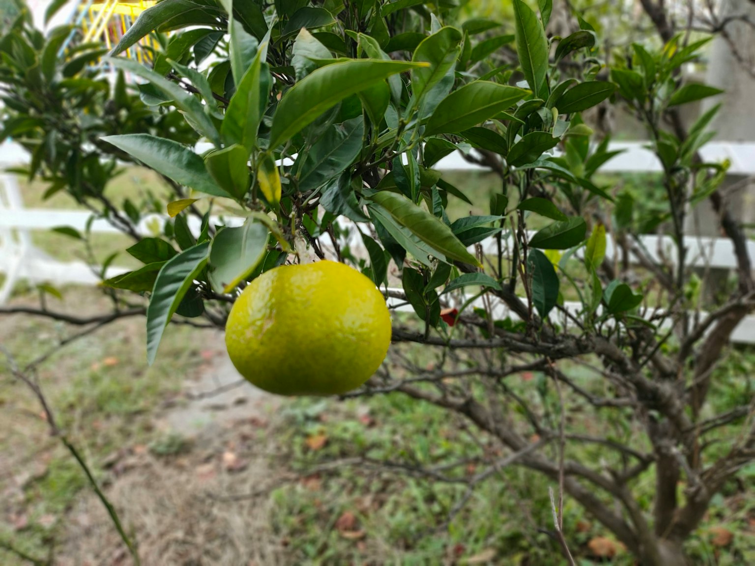 Image of an orange tree with a green fruit hanging from a branch