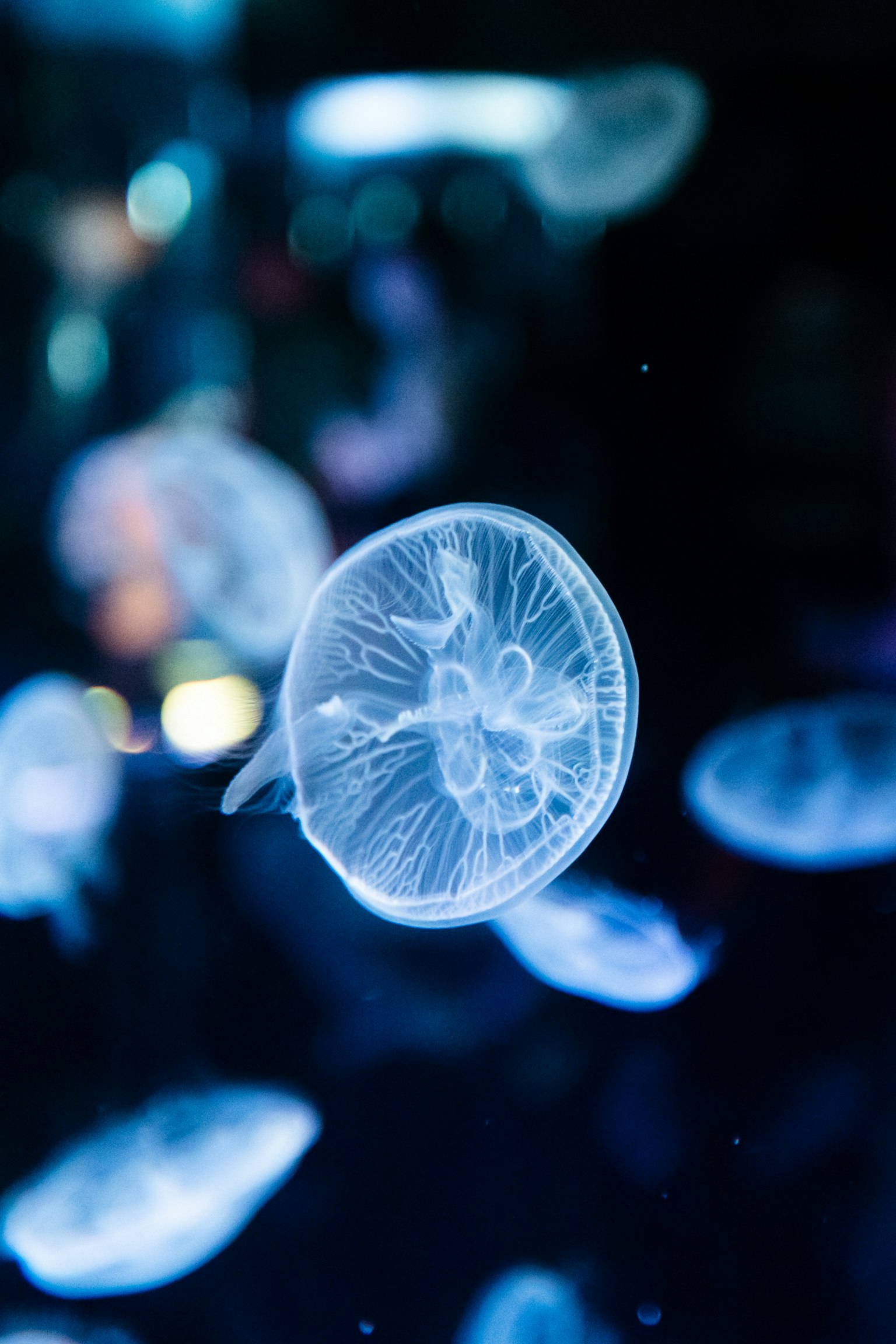一隻透明的水母漂浮在藍色水中，帶有發光效果