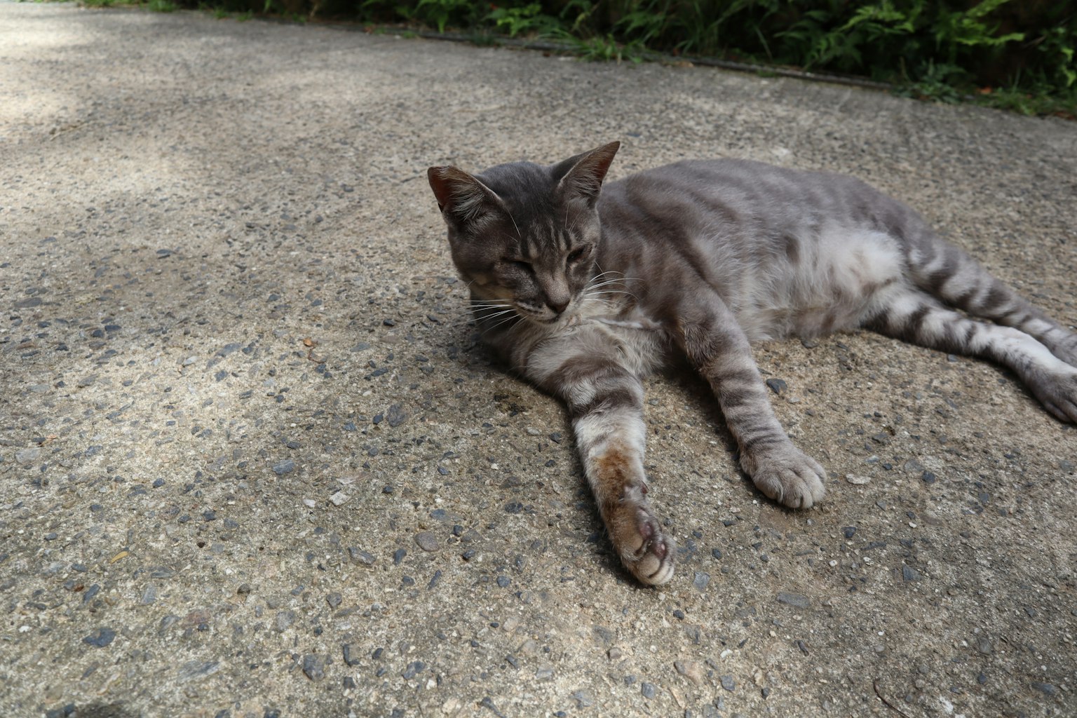 Chat gris allongé sur un chemin pavé