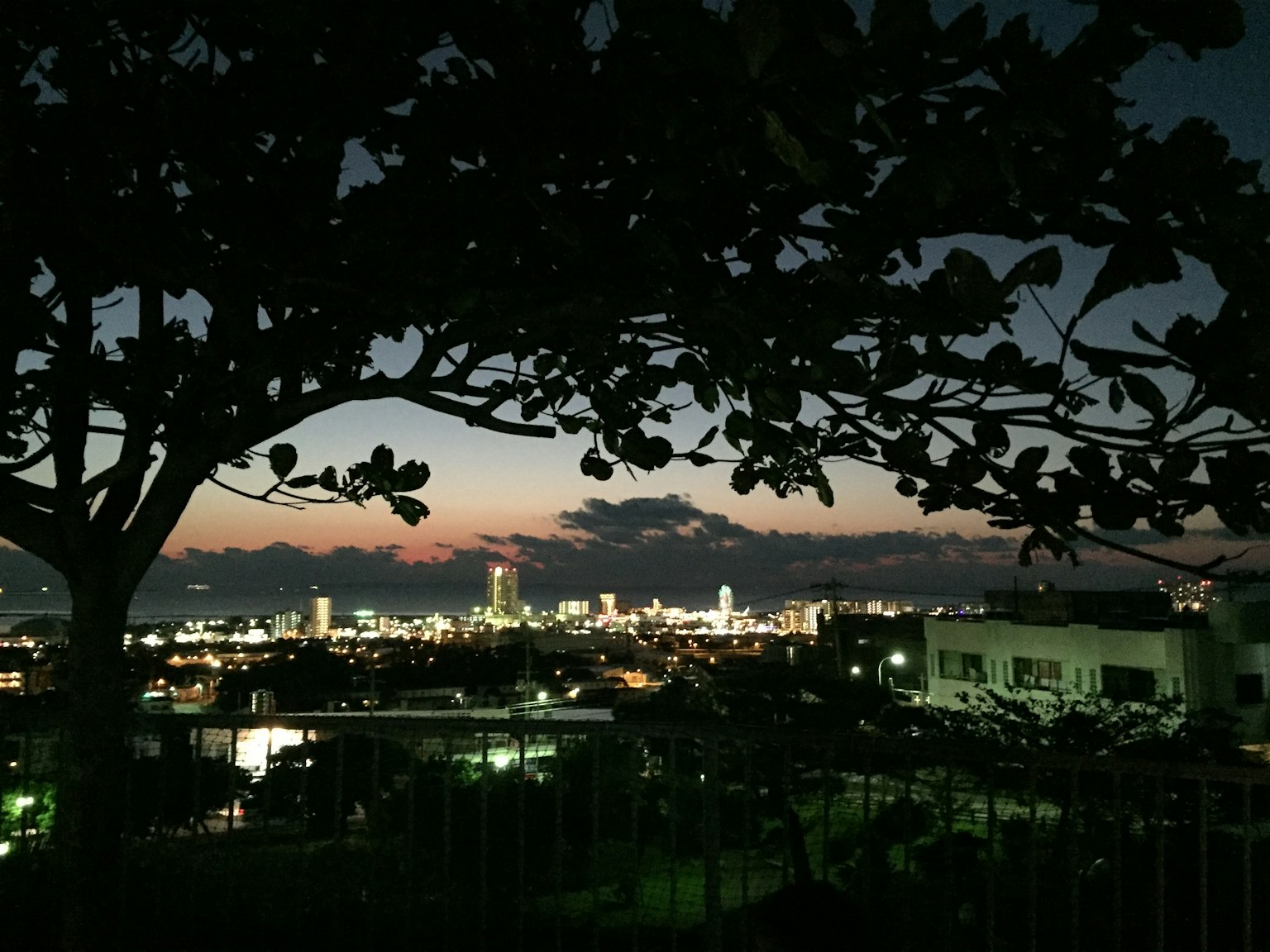 夜間城市天際線前的樹木輪廓