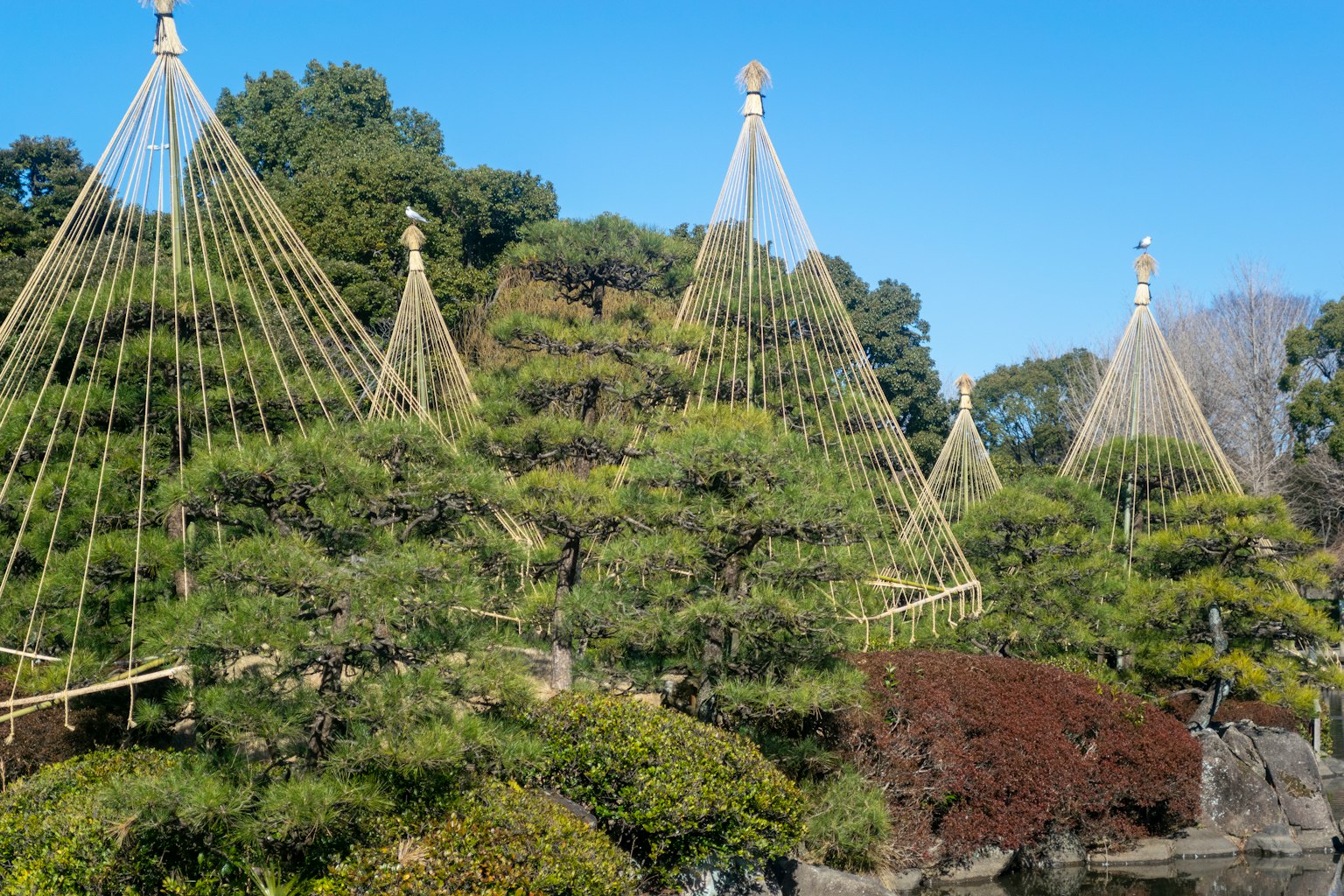 Traditionelle Stützstrukturen mit Seilen an Kiefern in einem japanischen Garten