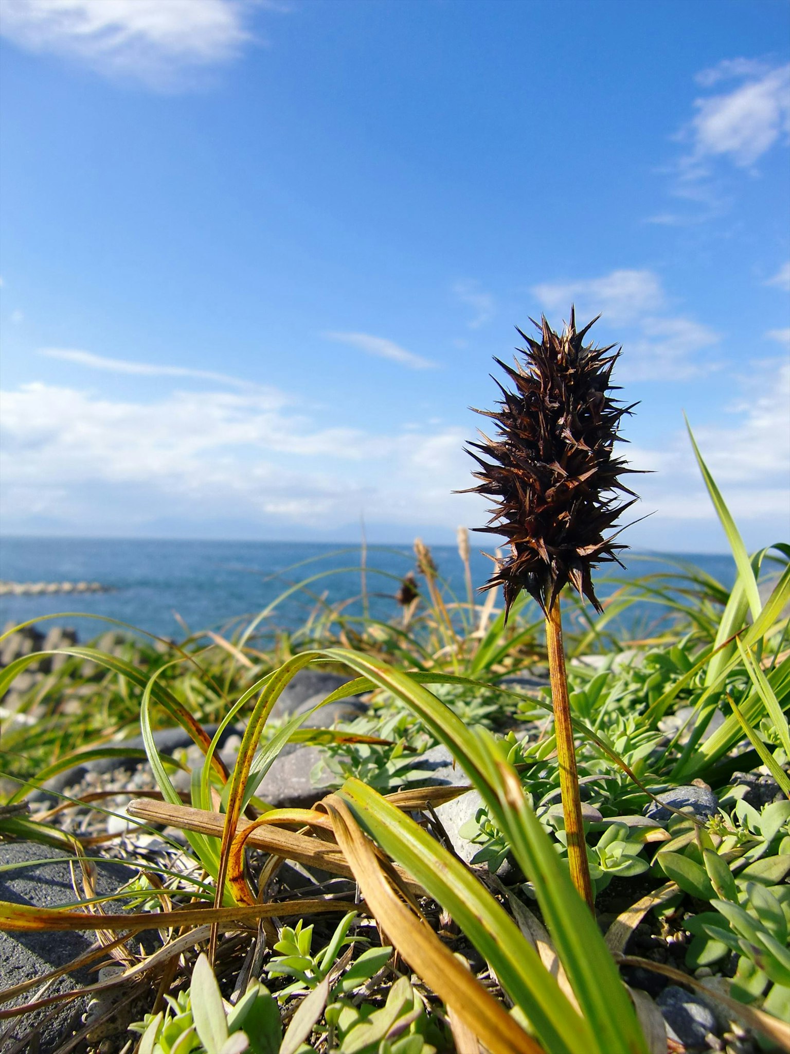 Black spiky flower against a backdrop of the sea and blue sky