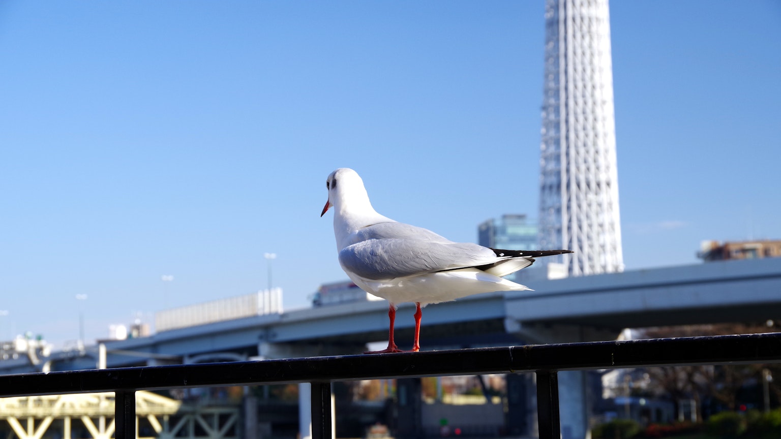 在蓝天下栖息的海鸥和背景中的高楼