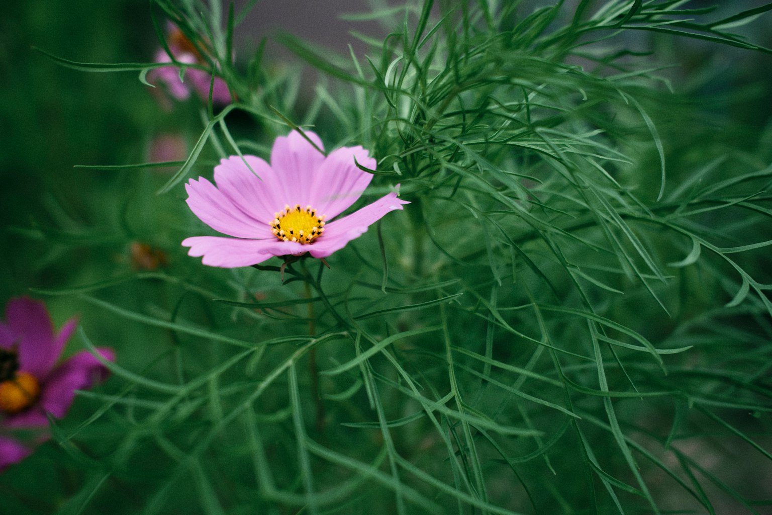 Una flor de cosmos morado claro floreciendo entre hojas verdes