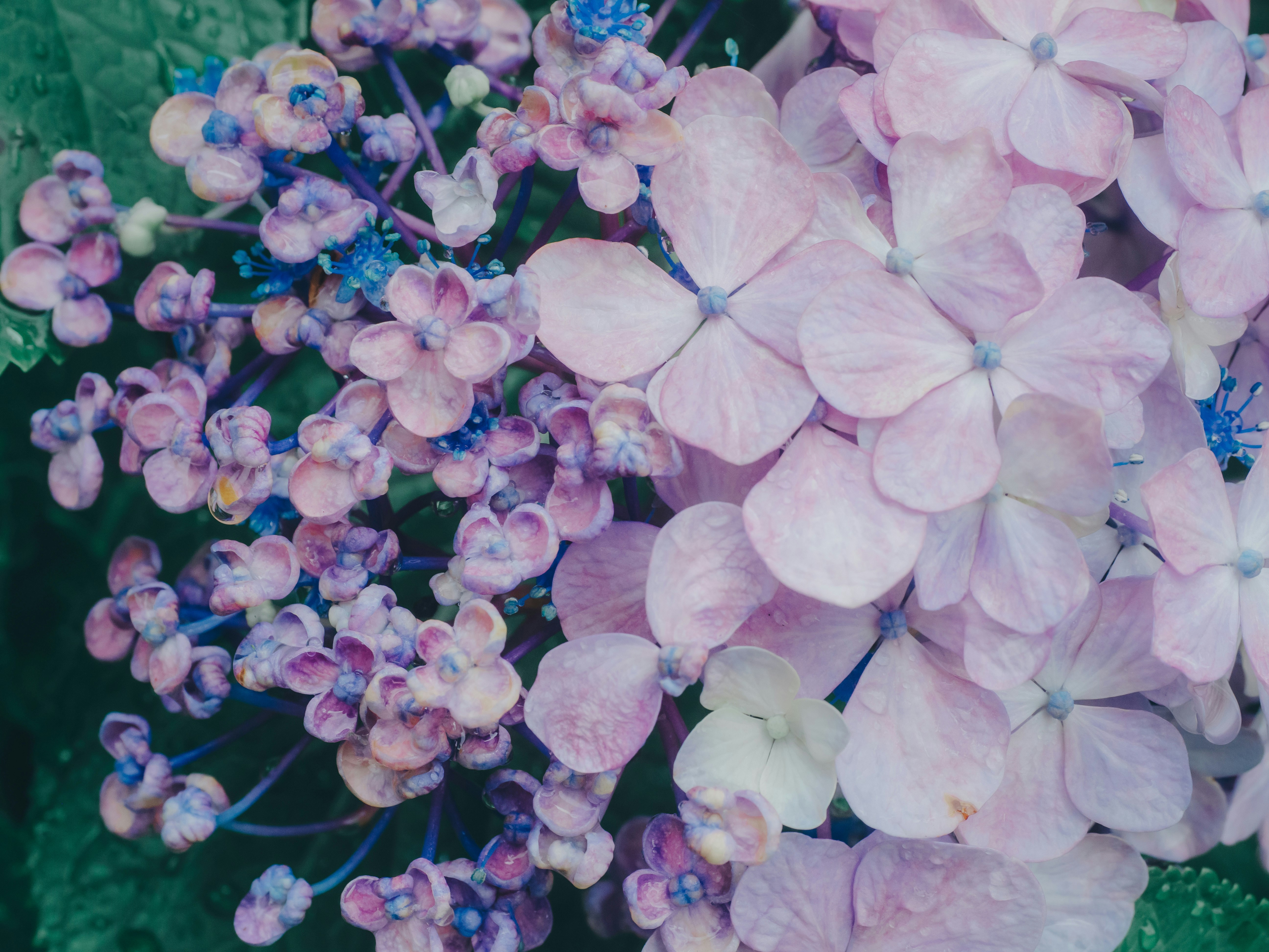 ピンクのアジサイと紫の花が重なる花房