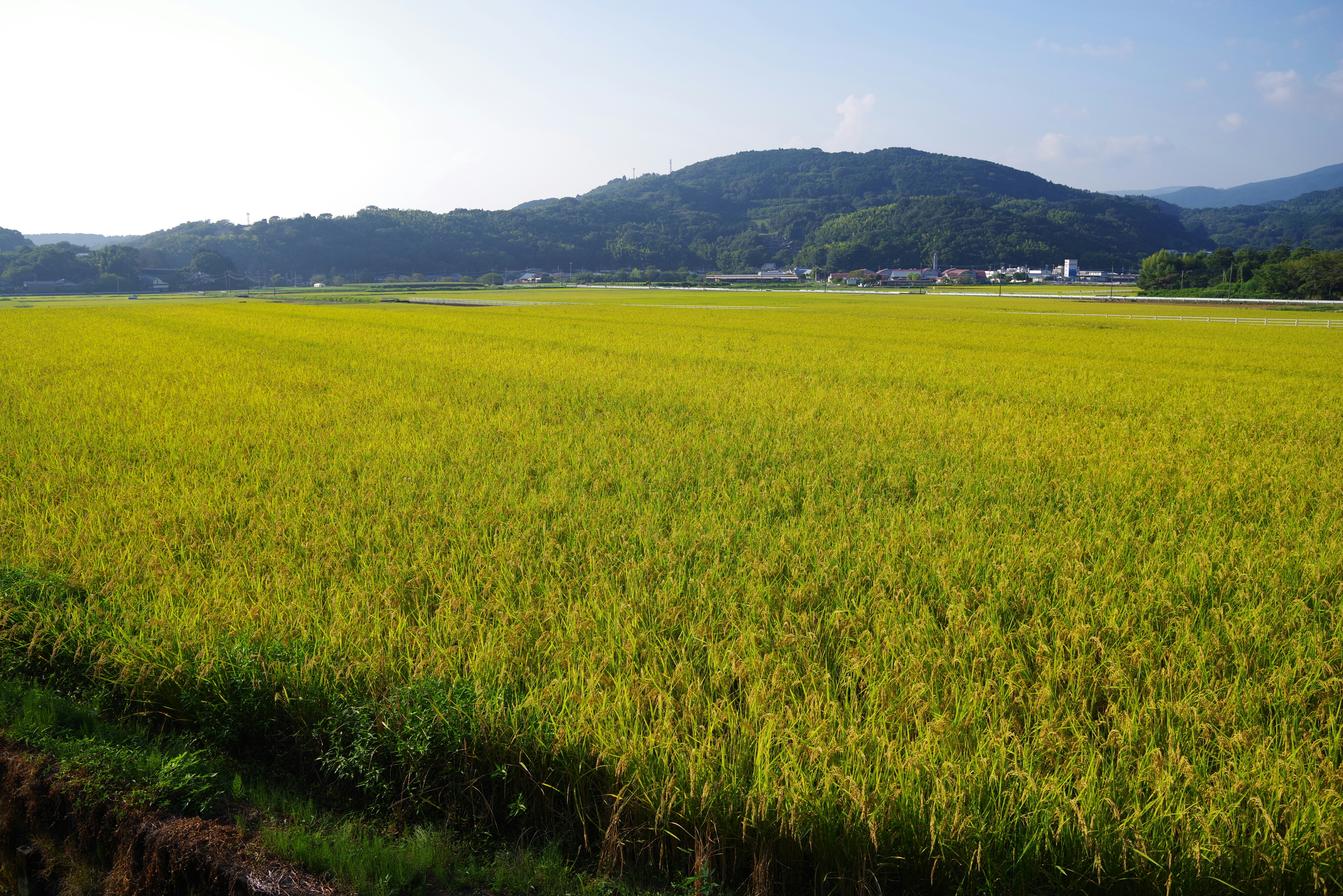 広がる緑の田んぼと遠くの山並みの風景