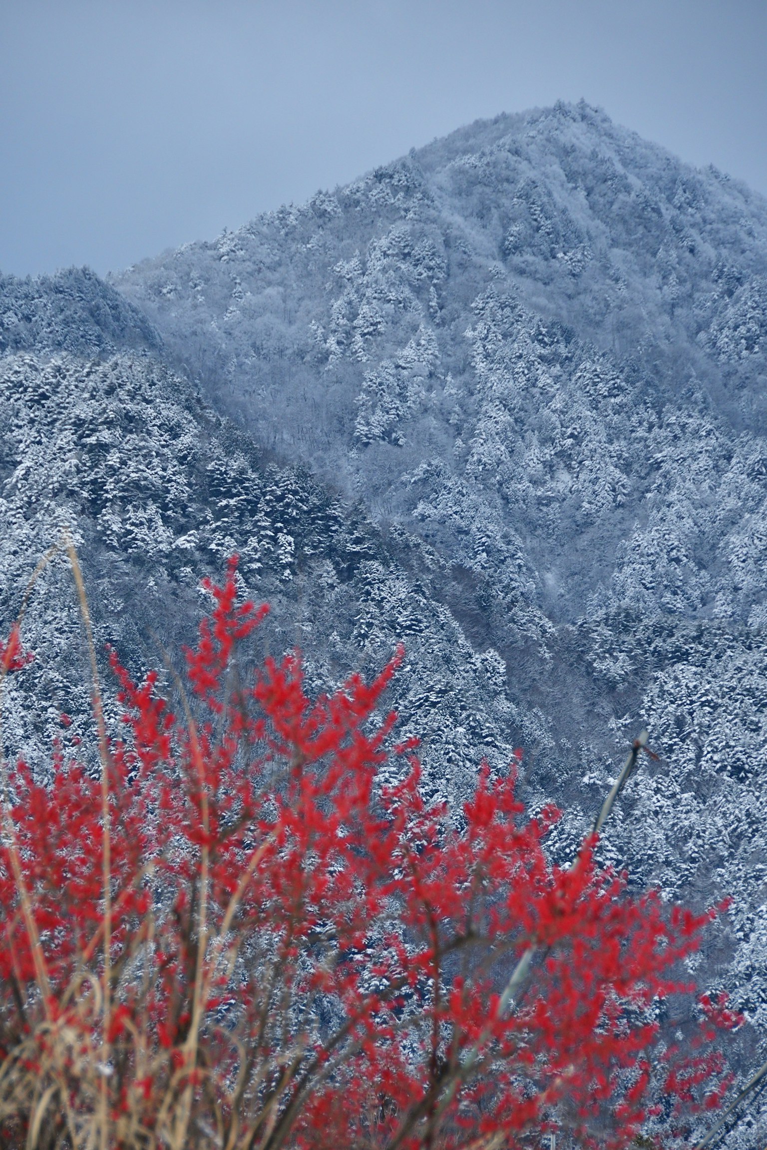 Contraste entre des montagnes enneigées et des arbres aux feuilles rouges