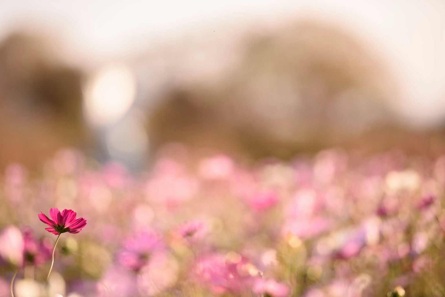 Un campo vibrante de flores con una sola flor rosa destacándose