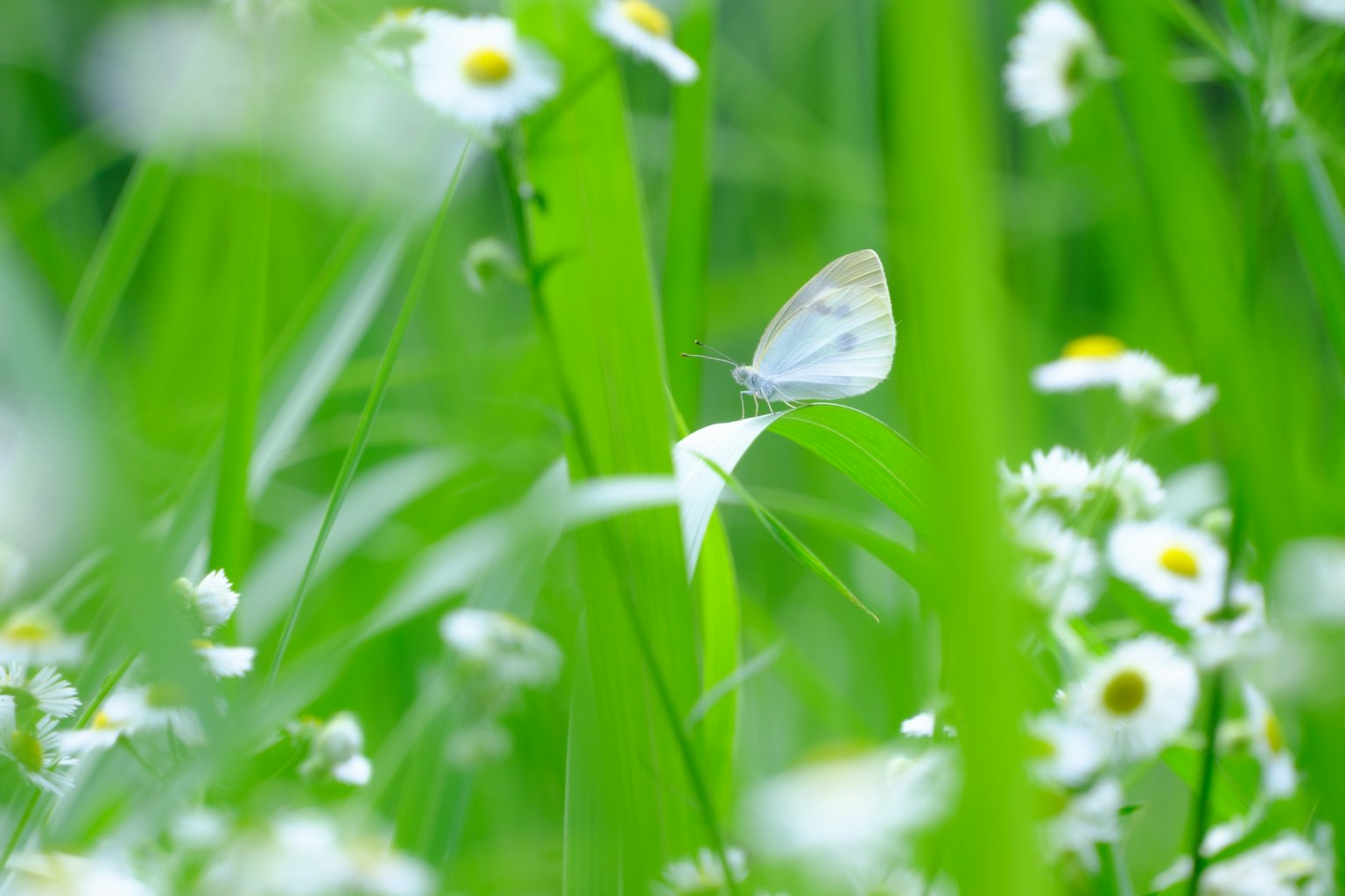 緑の草と白い花に囲まれた蝶が舞っている風景