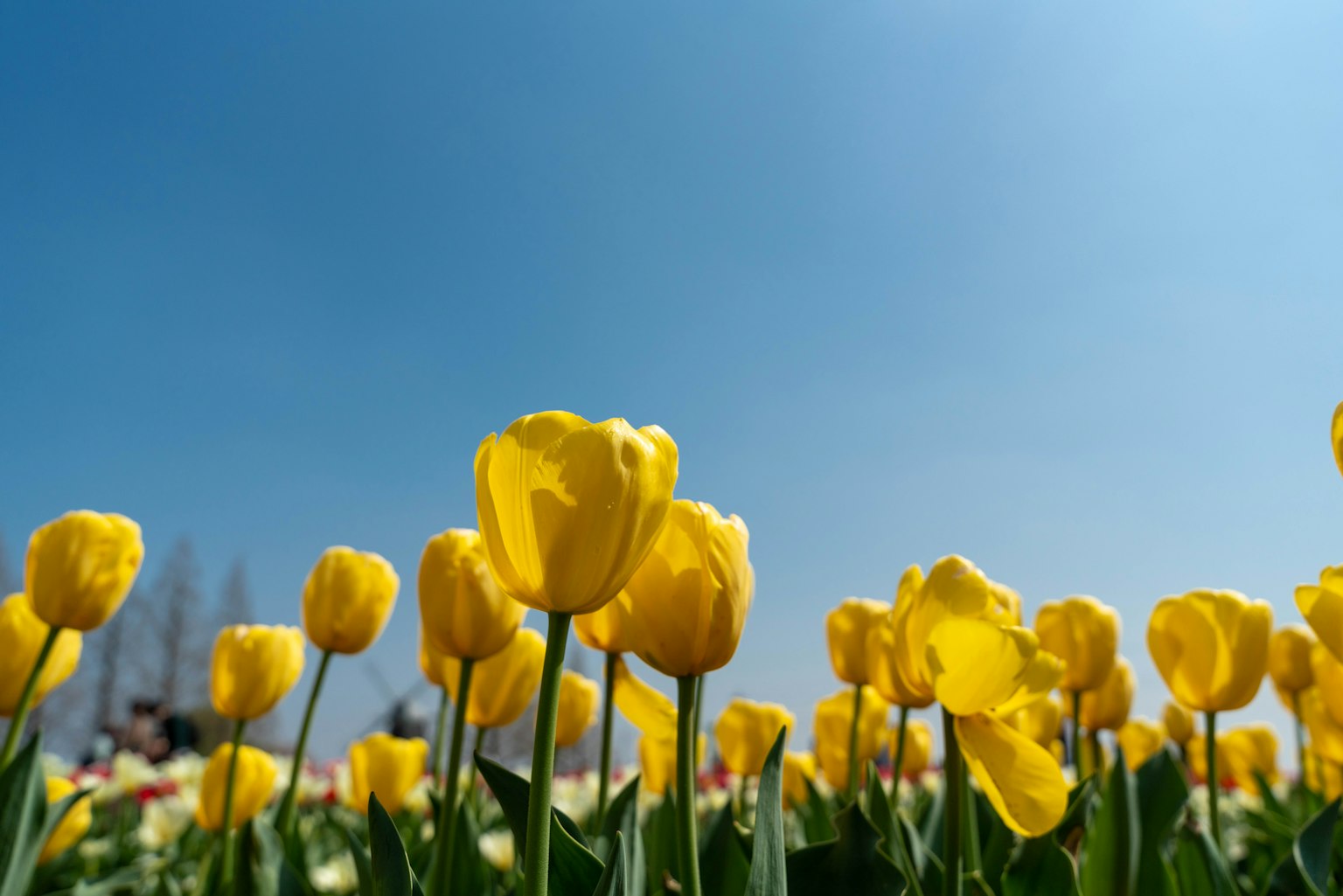 Cánh đồng tulip vàng dưới bầu trời xanh rõ