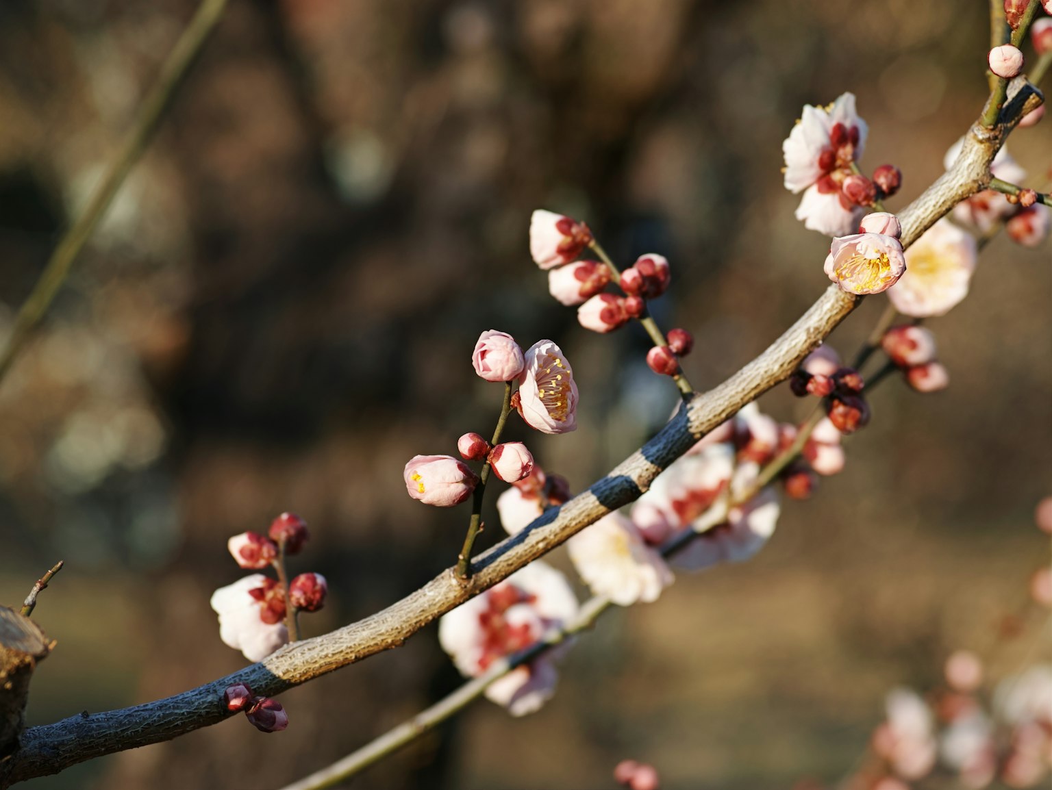 Delicate fiori di prugno e boccioli su un ramo