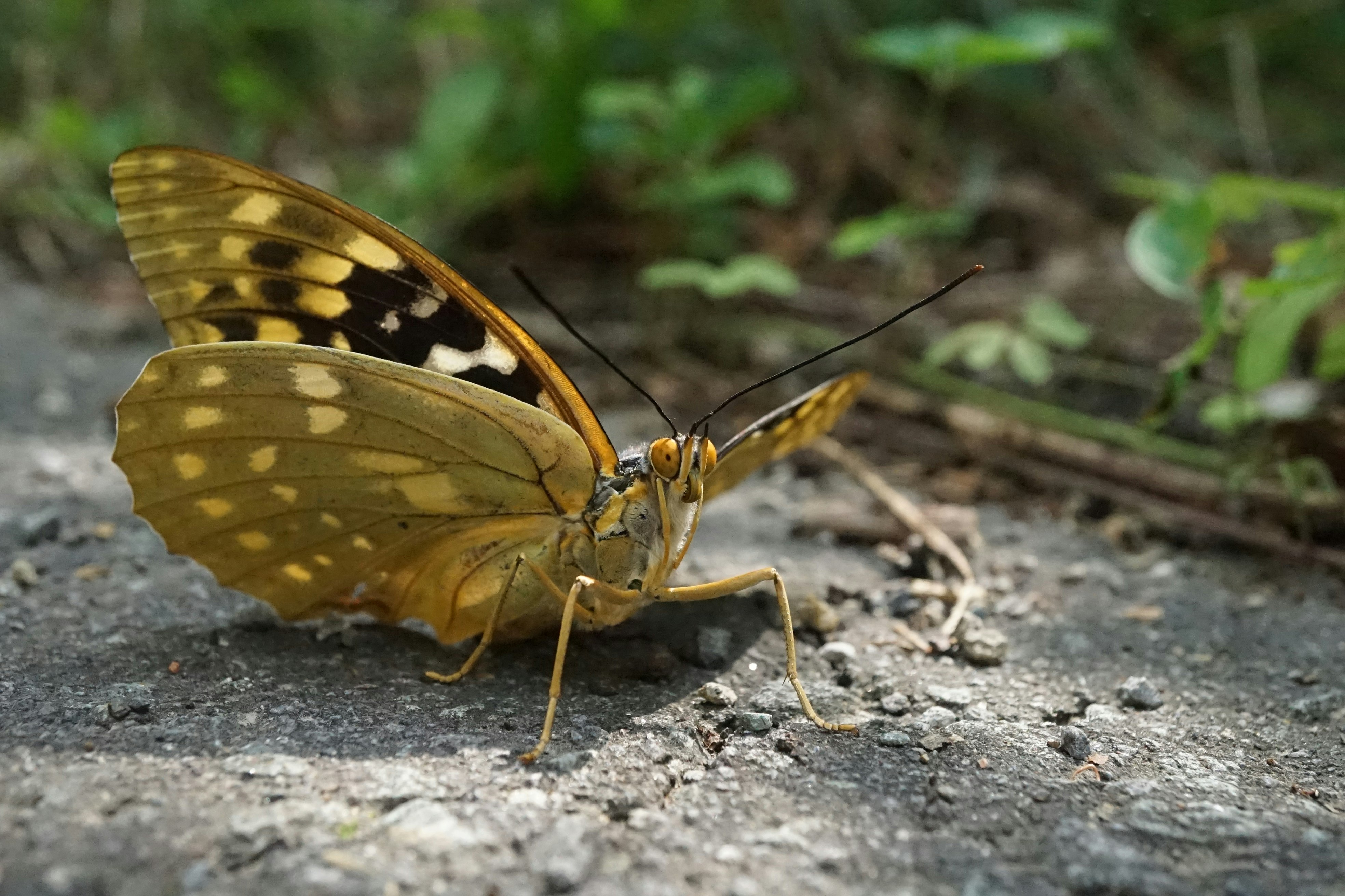 オオムラサキ（Sasakia charonda）が地面にとまる姿