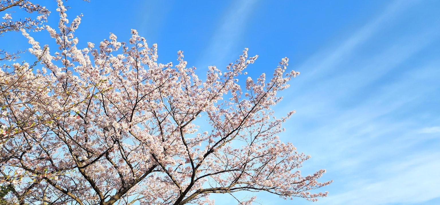 Fleurs de cerisier épanouies sous un ciel bleu