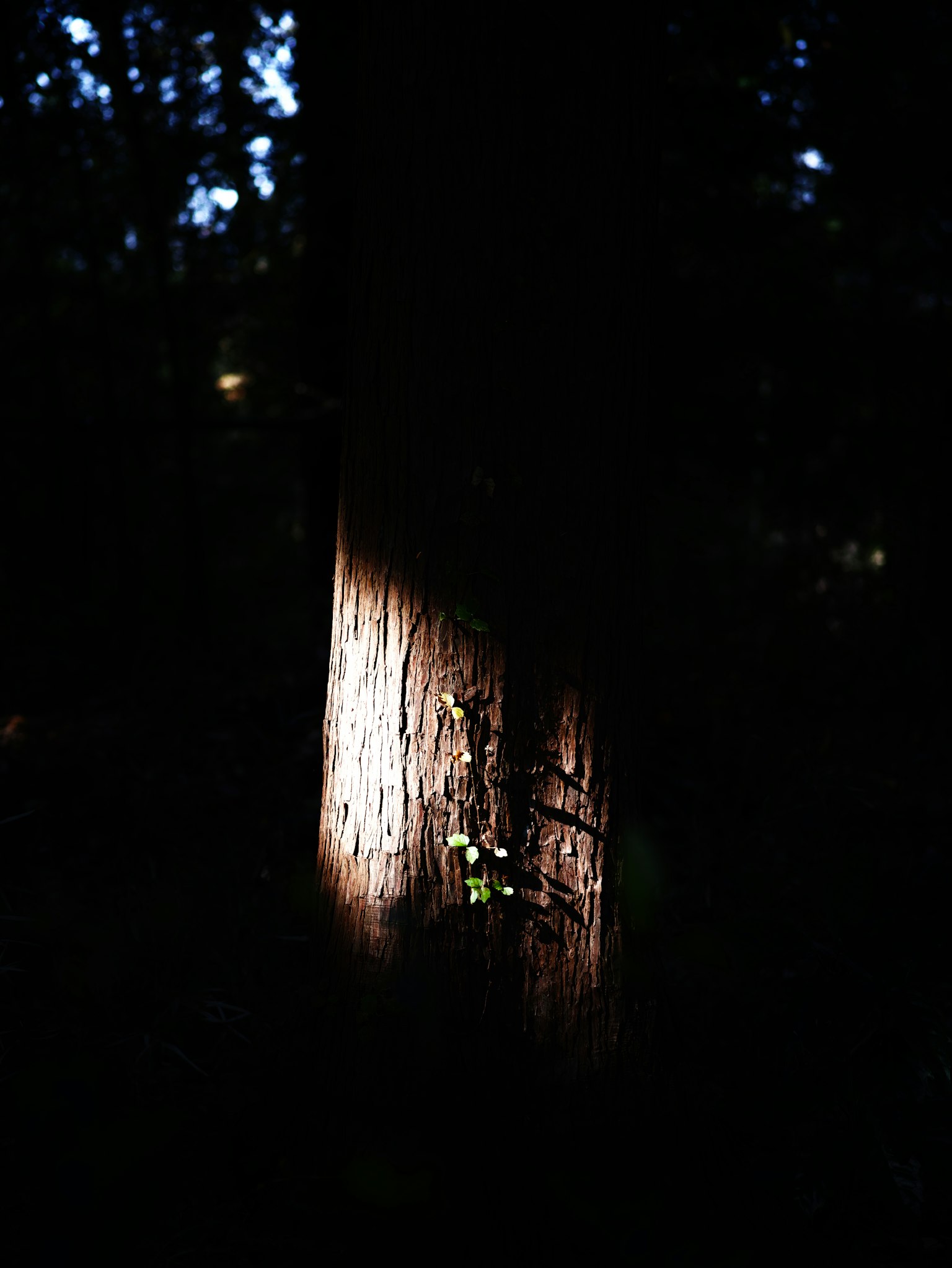 Luce che illumina il tronco di un albero in una foresta buia con foglie verdi