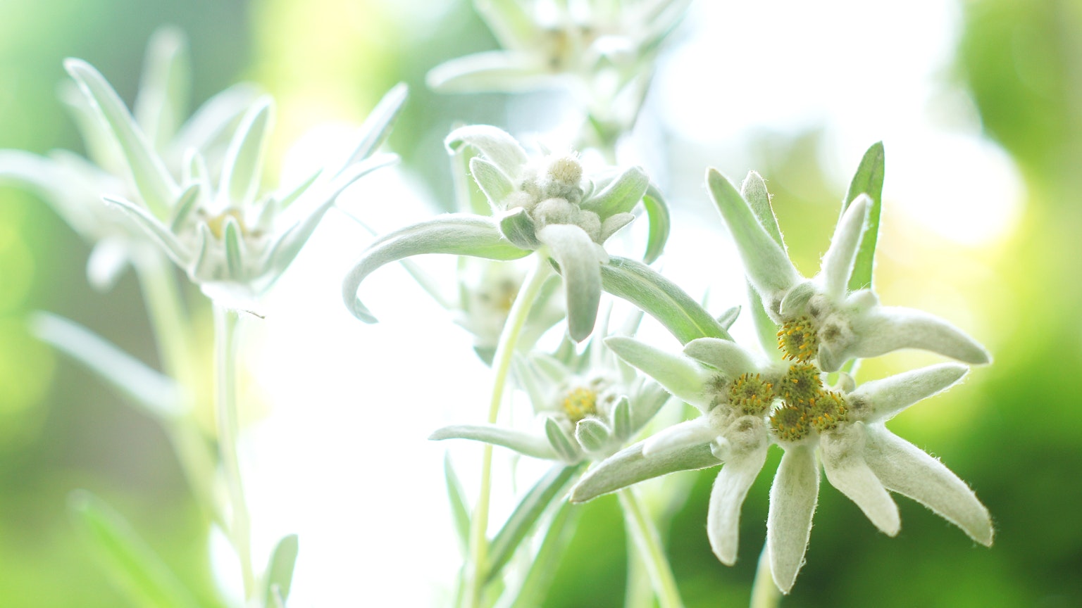 Flores blancas de edelweiss floreciendo suavemente en el fondo