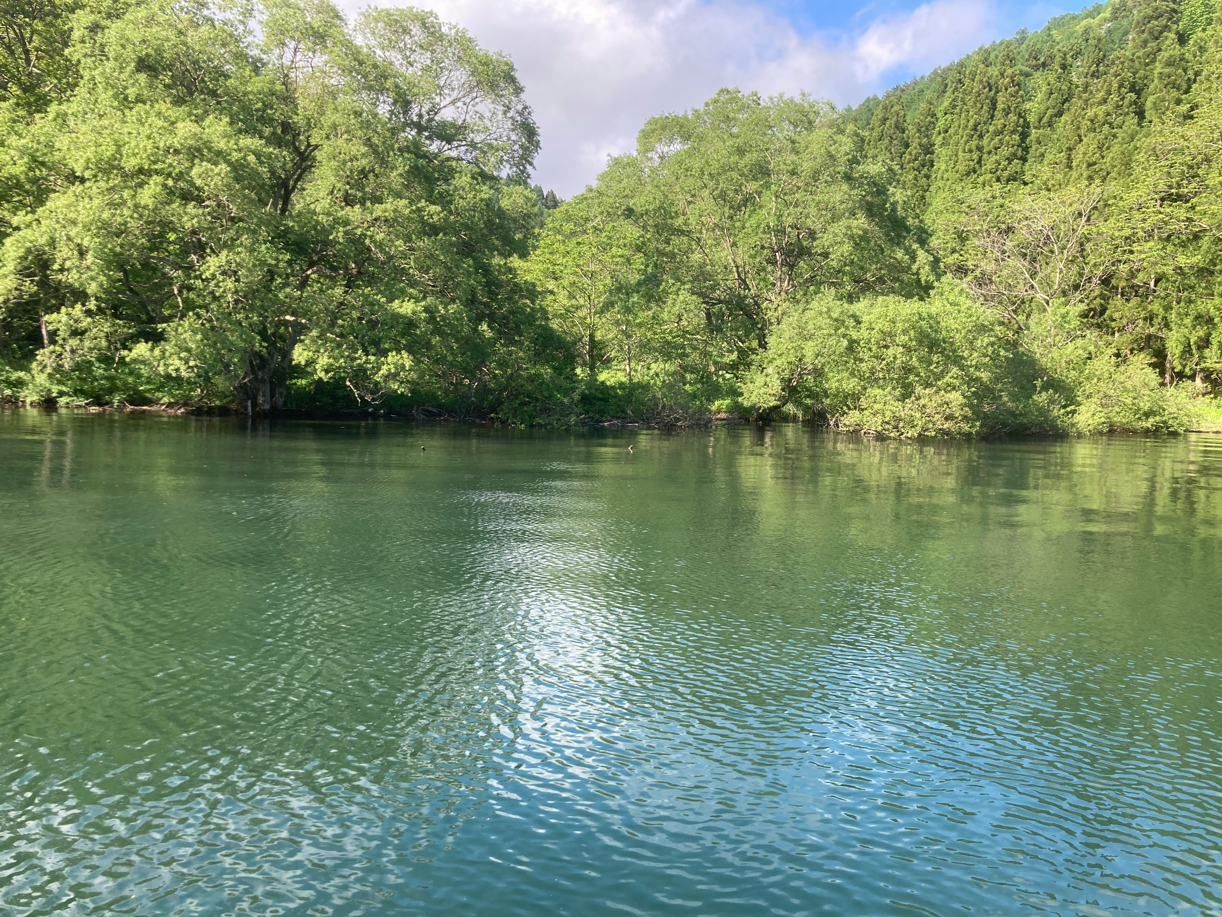 eau calme d’une rivière entourée d’une forêt verte luxuriante
