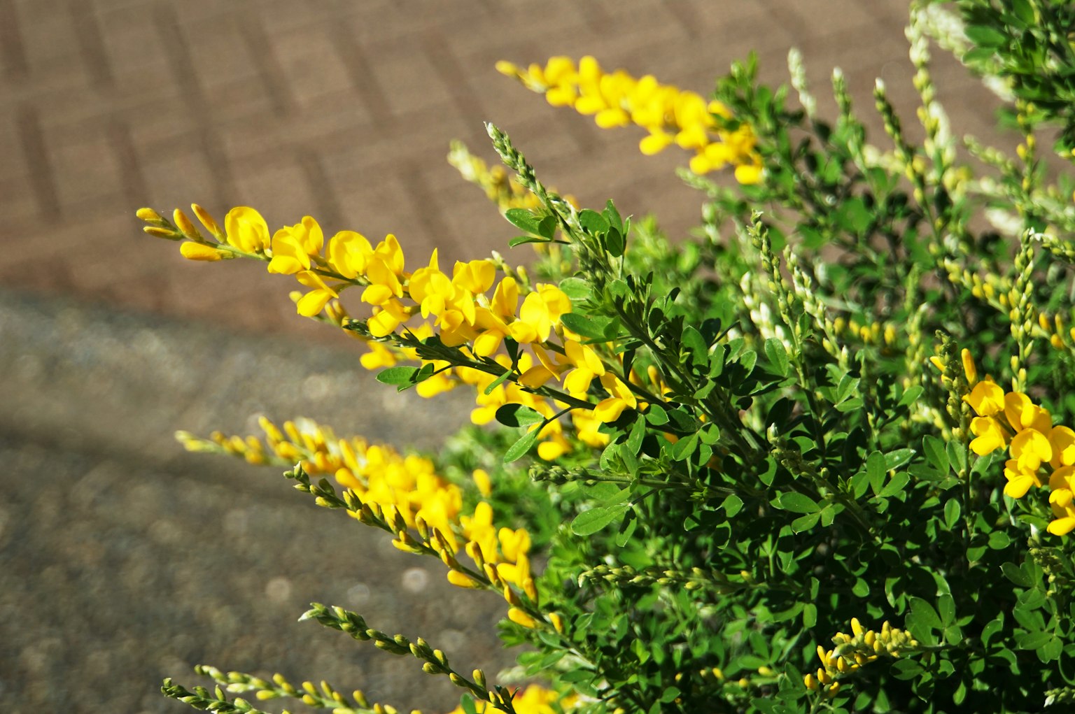 特写绿色植物与黄色花朵