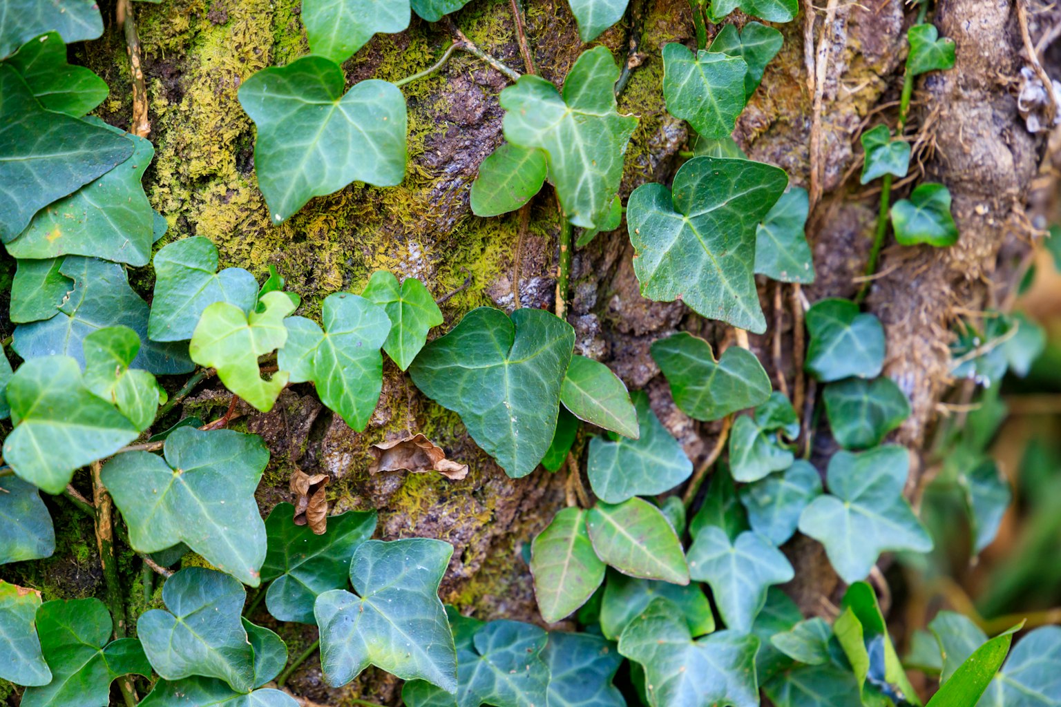 Hojas de hiedra verdes trepando por un tronco de árbol