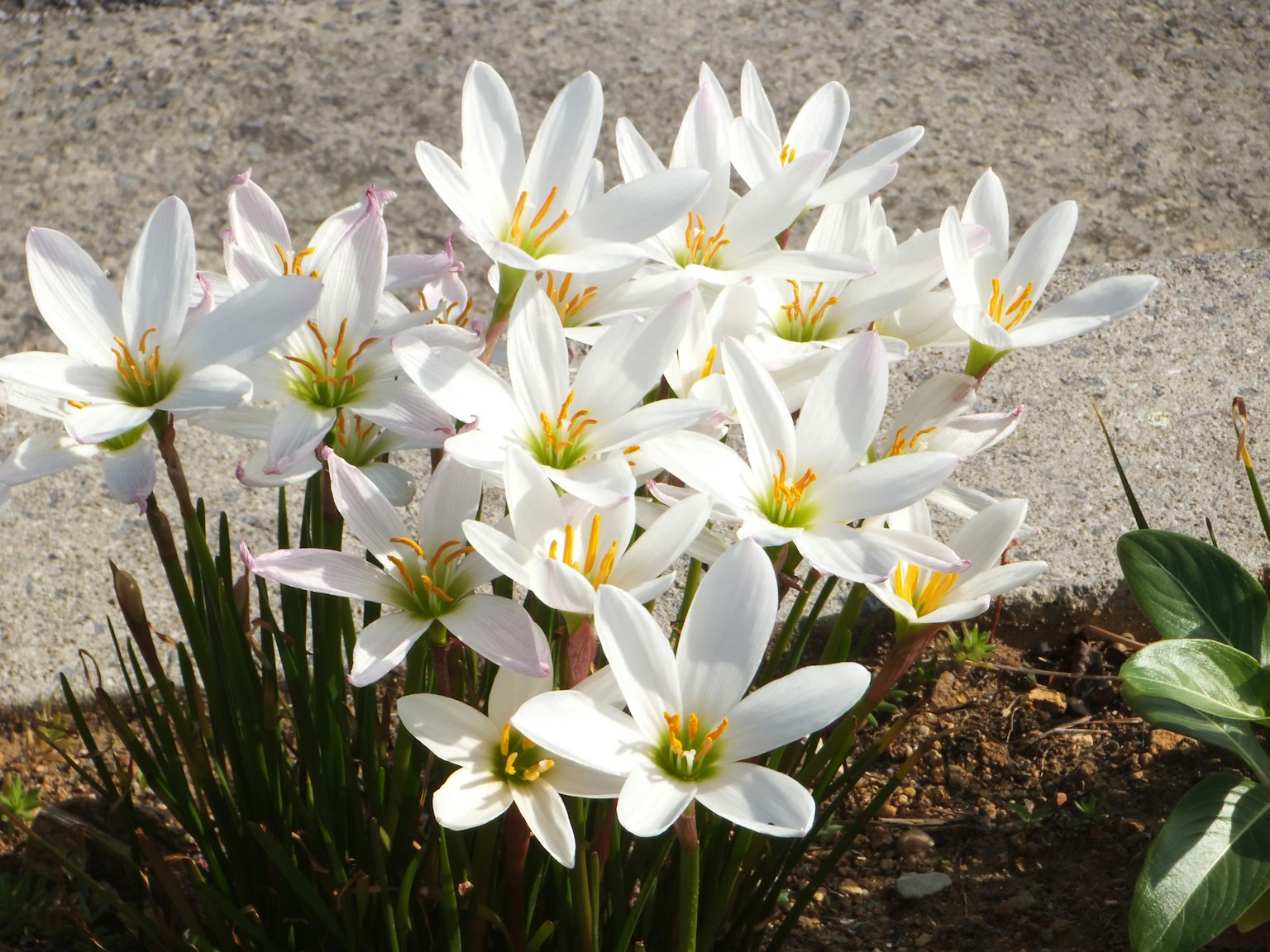 Primer plano de un grupo de flores blancas en flor
