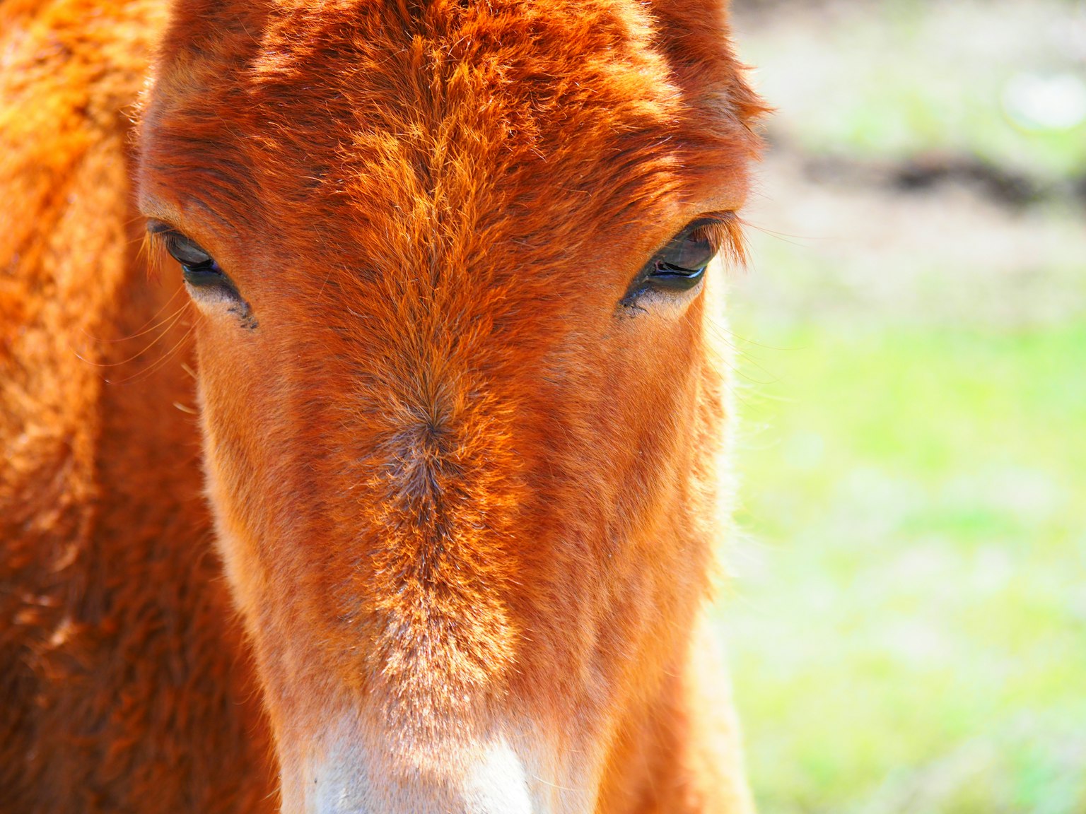 Close-up of a brown horse's face with green background