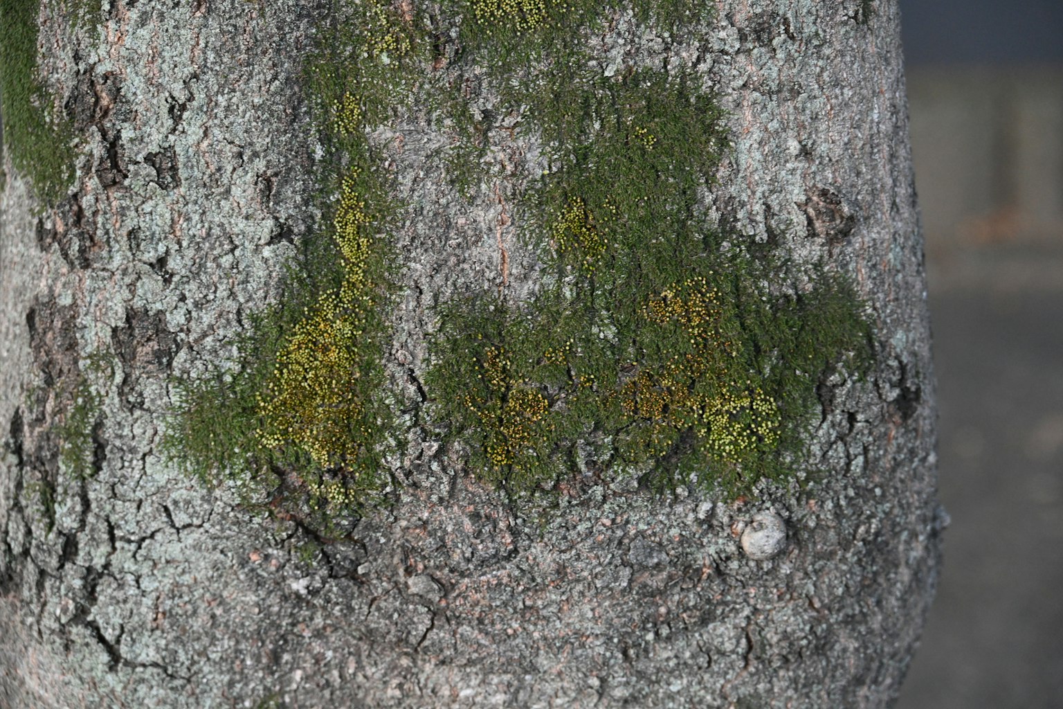 Texturierte Baumrinde mit grünen Moosflecken