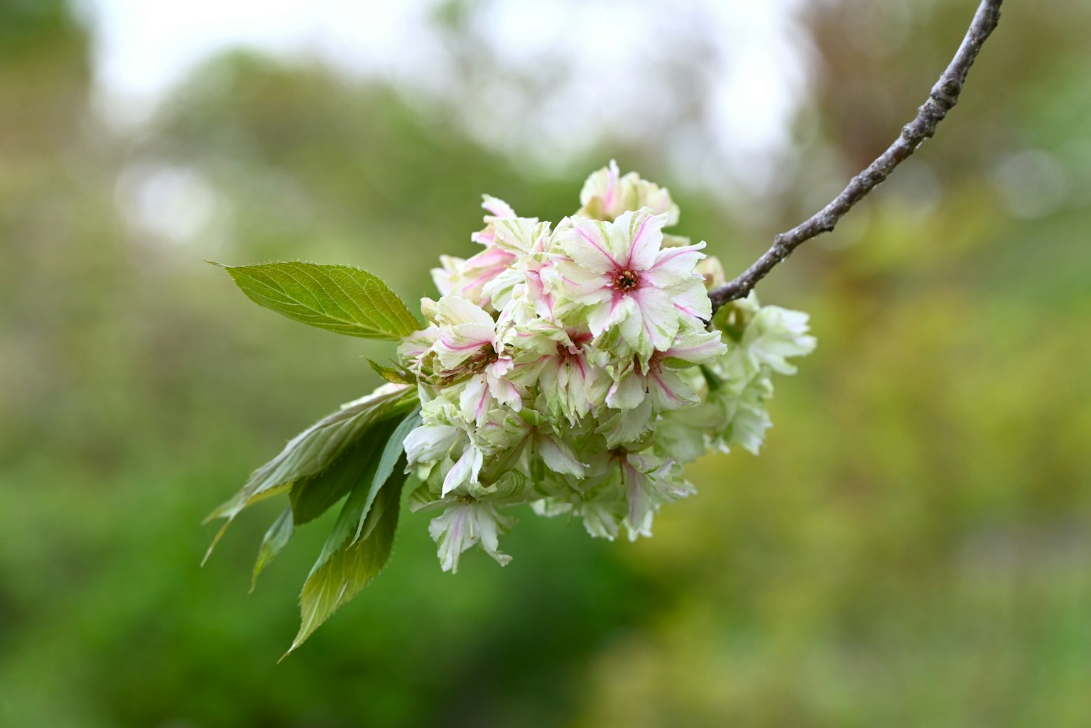 Primo piano di fiori di ciliegio su un ramo con sfondo verde