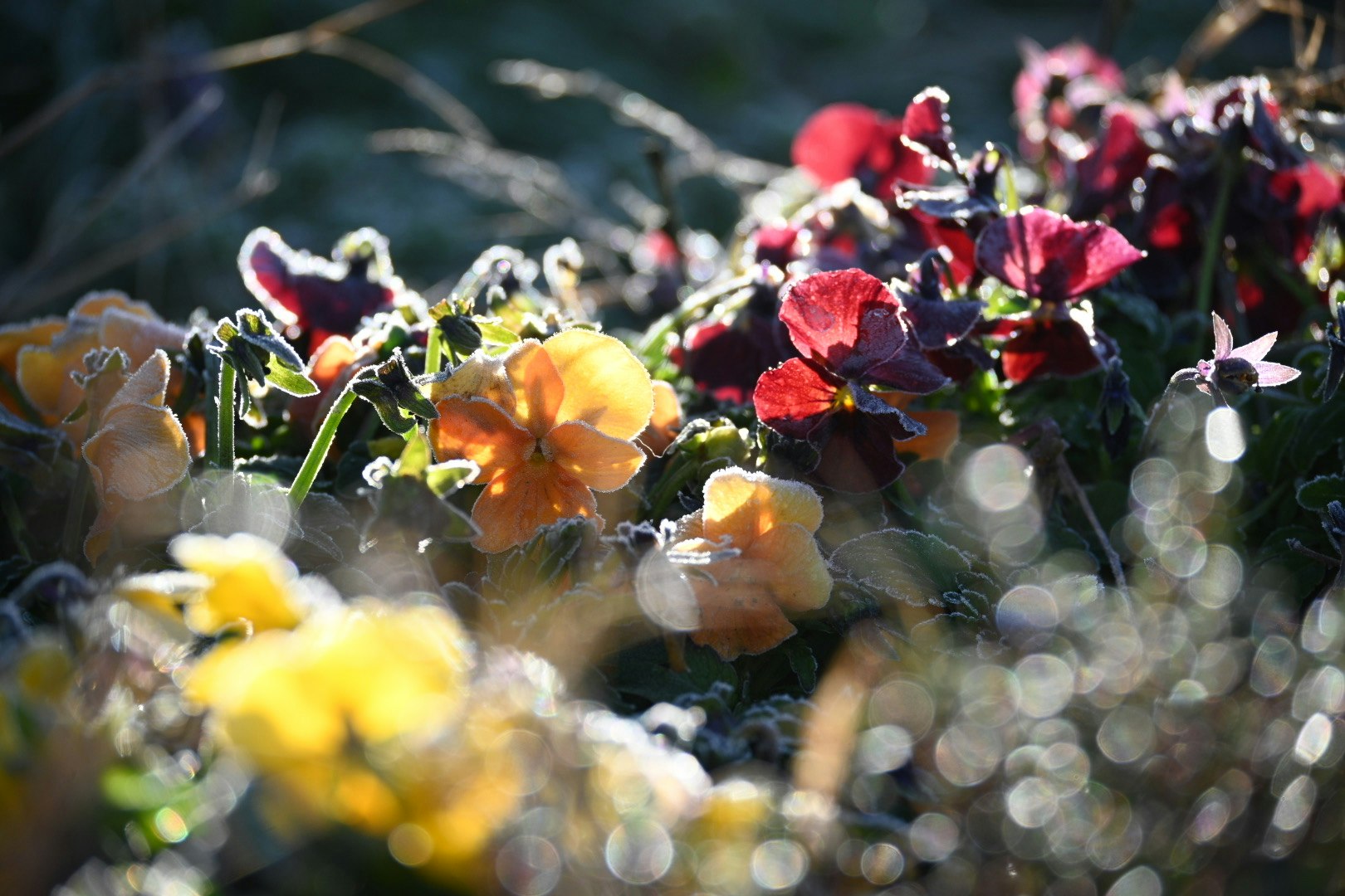 霜の降りた花々のマクロ景観