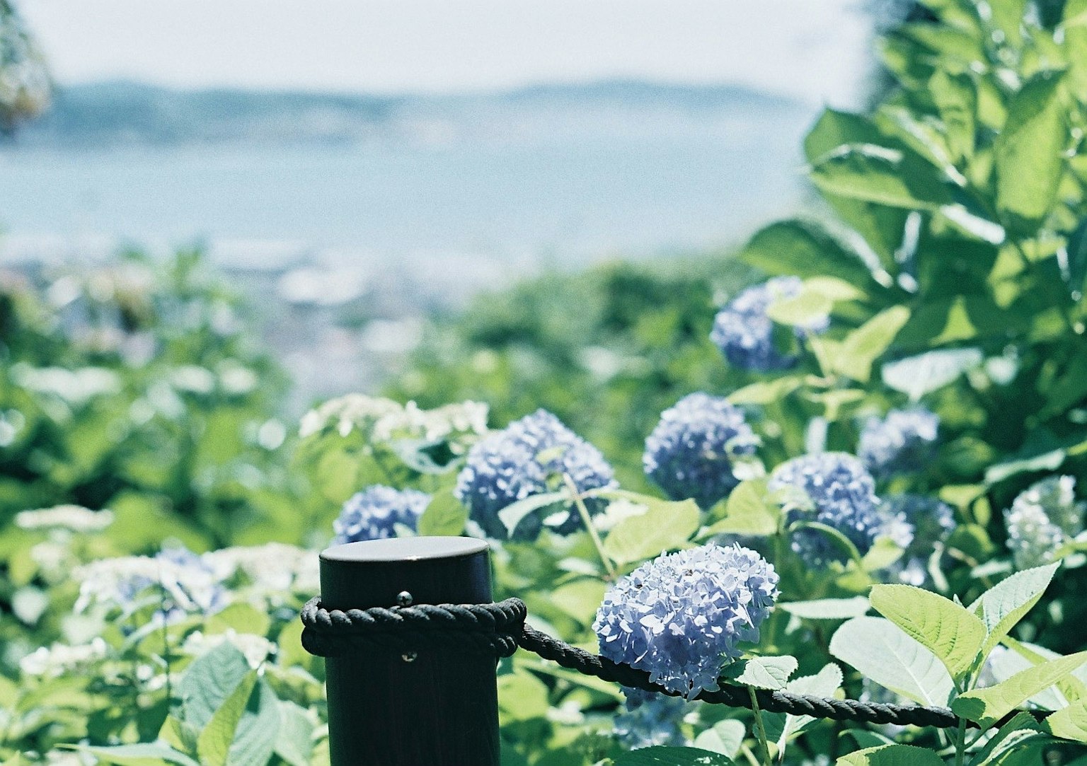 Blick auf blaue Hortensienblüten mit grünen Blättern