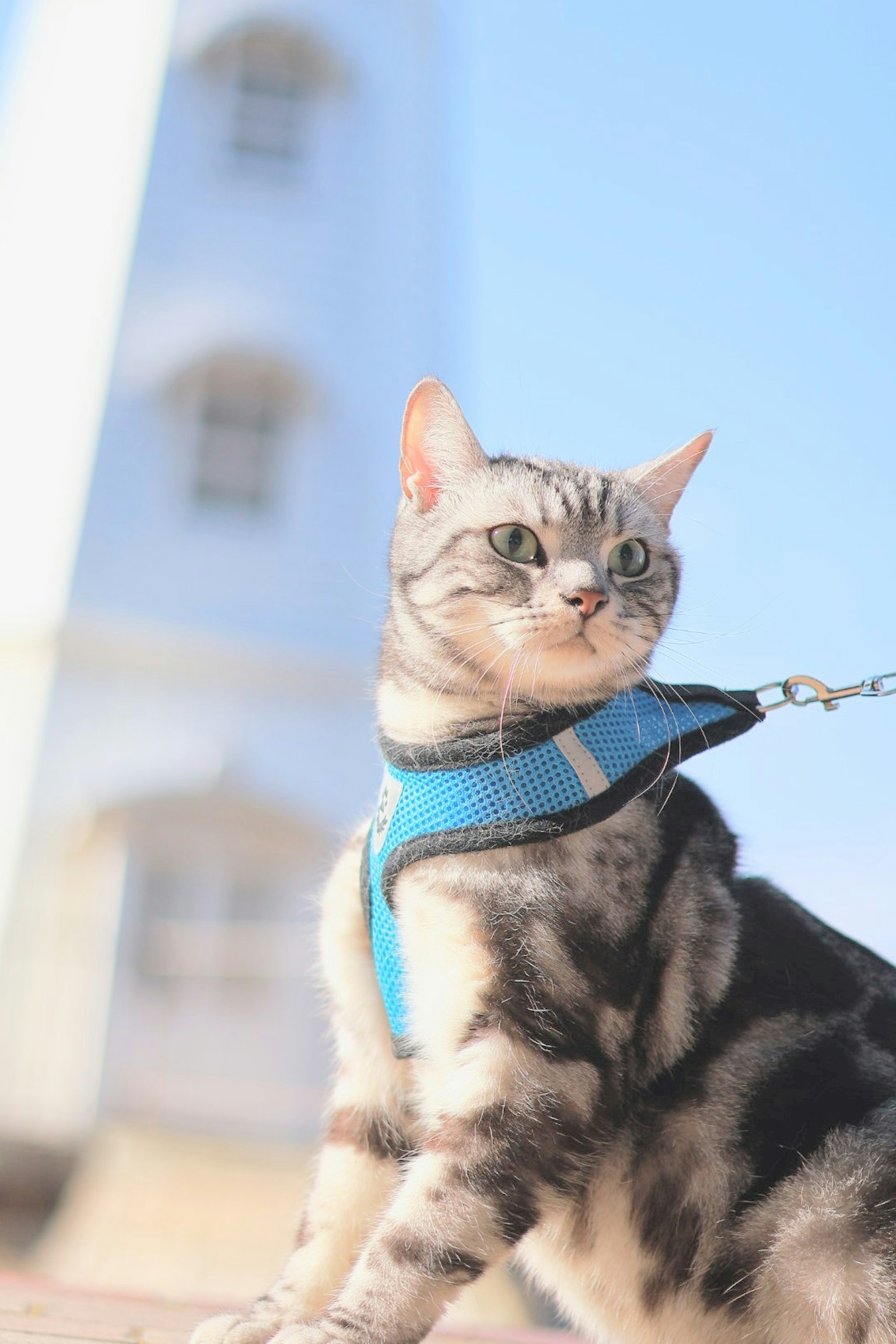 Seekor kucing dengan harness biru berpose di depan mercusuar