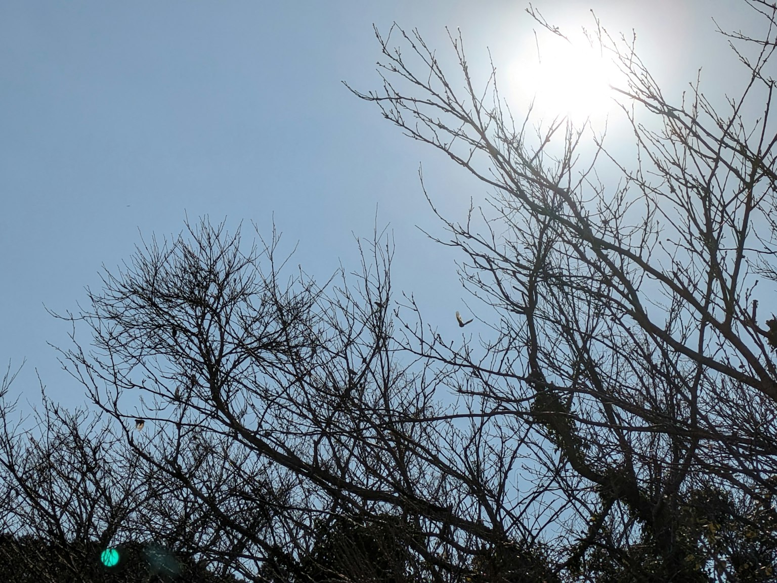 Silhouette of bare trees against a clear blue sky with the sun shining