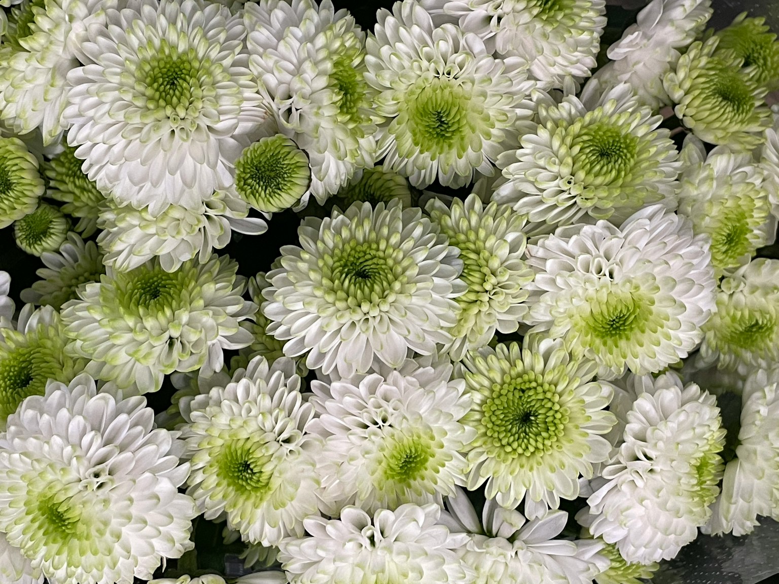 Un grupo de crisantemos blancos con centros verdes