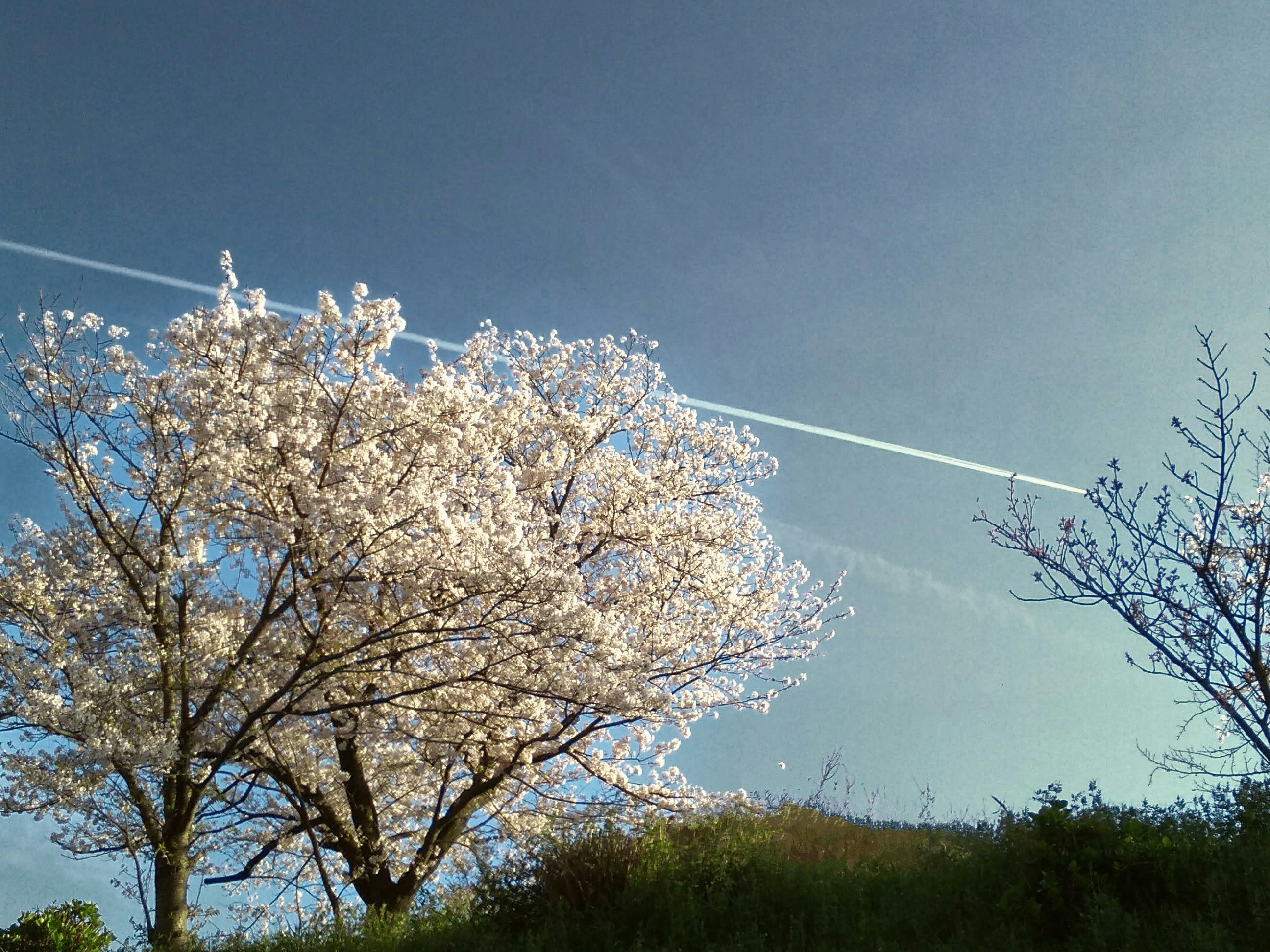 土手の桜と青空に伸びる飛行機雲